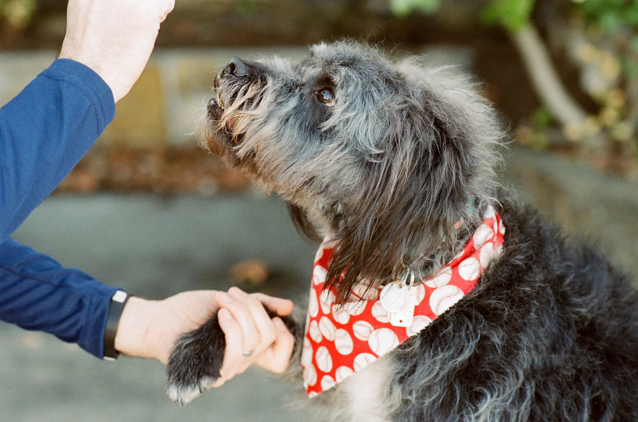 greensburg-pet-photography-tux-011.jpg