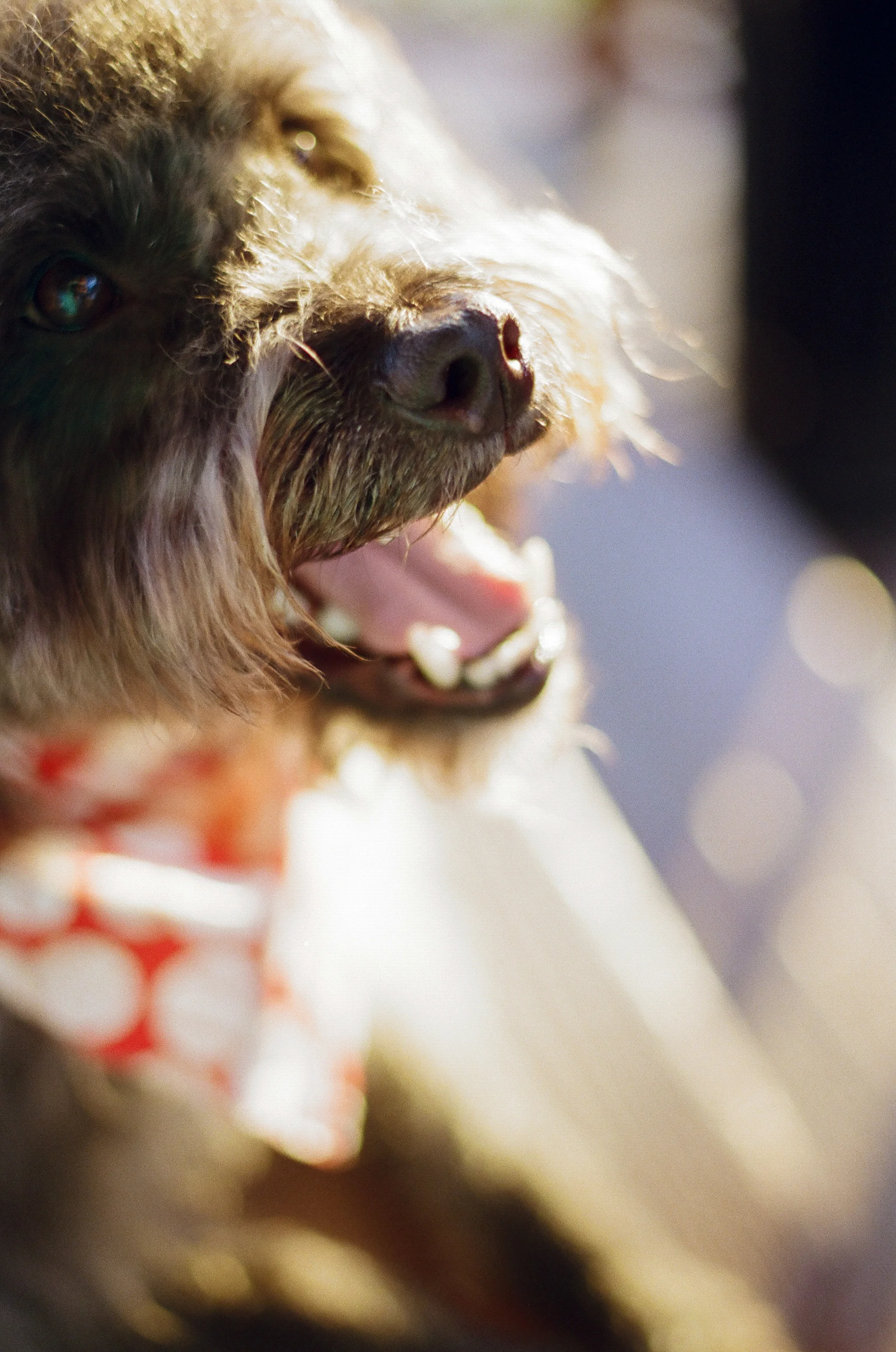 greensburg-pet-photography-tux-024.jpg