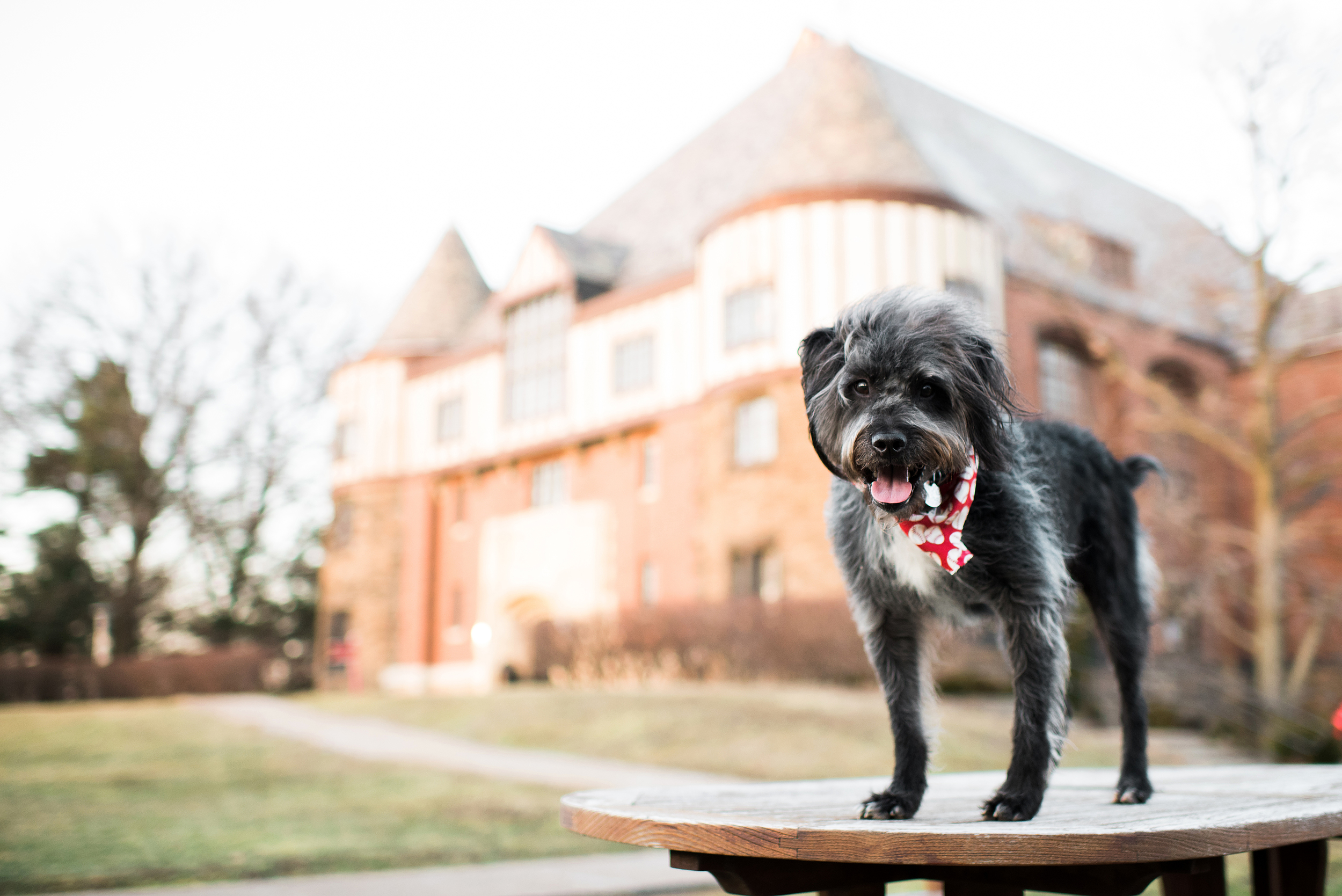 greensburg-pet-photography-tux-029.jpg