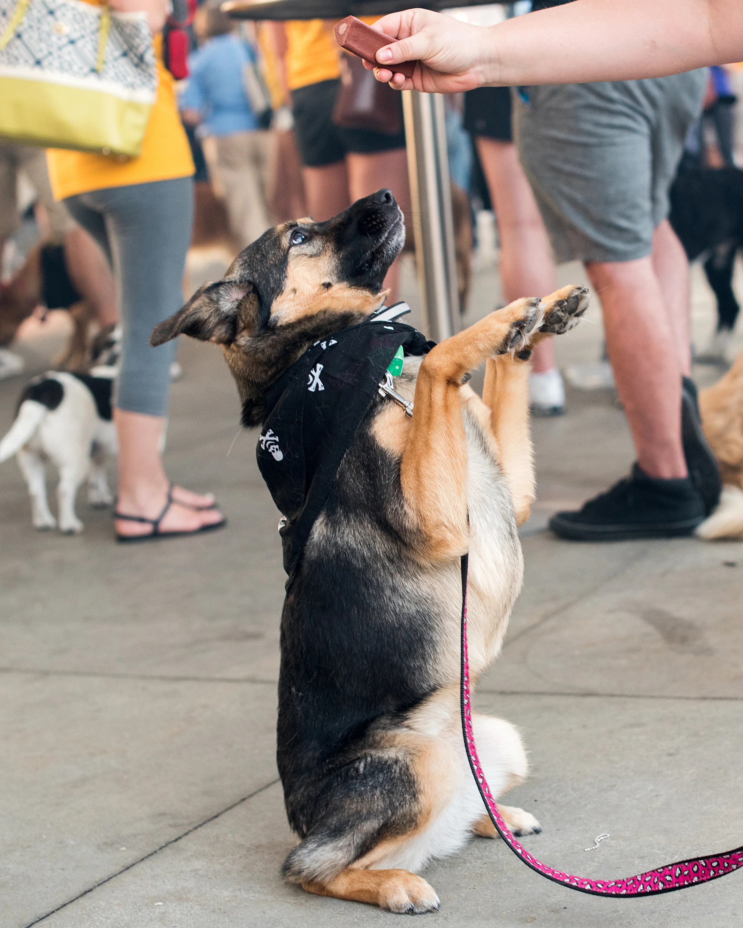 Pup Night at PNC Park-44.jpg