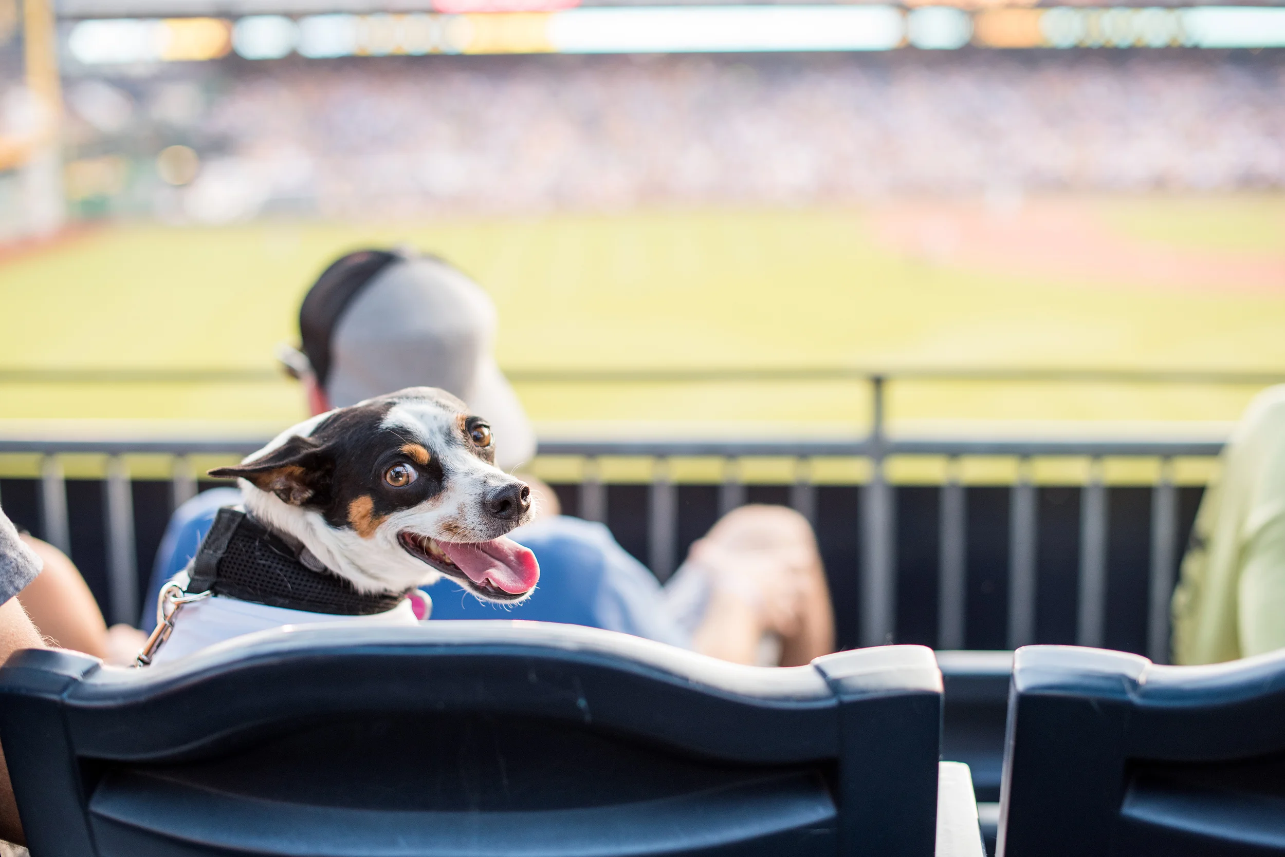 Pup Night at PNC Park-50.jpg