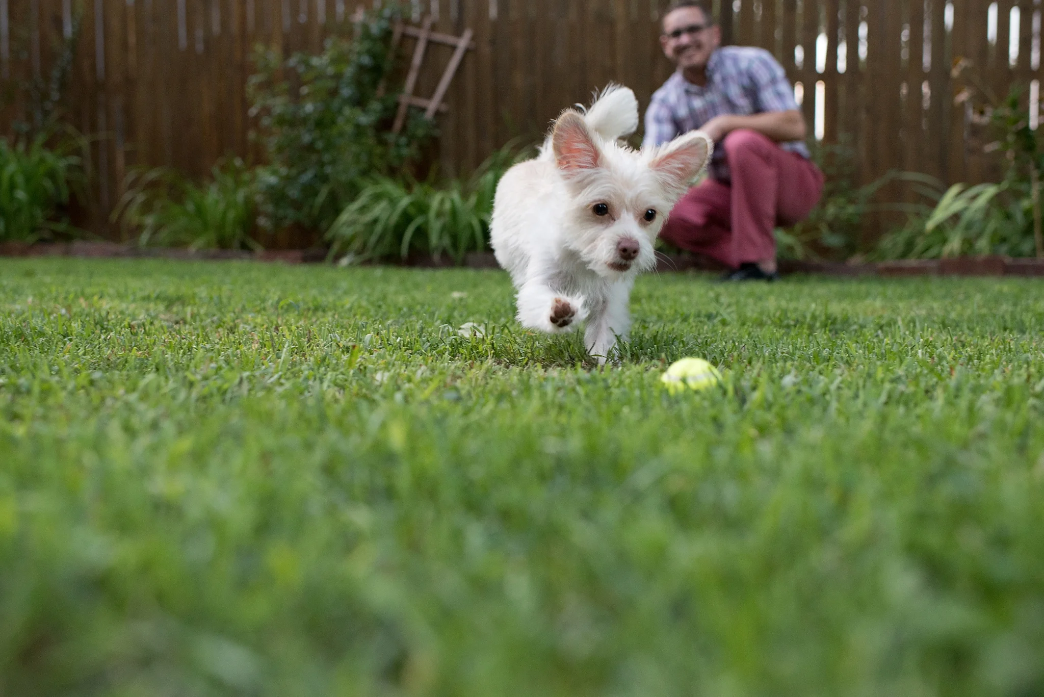 Jenny Karlsson Pet Photography Pittsburgh 966.jpg