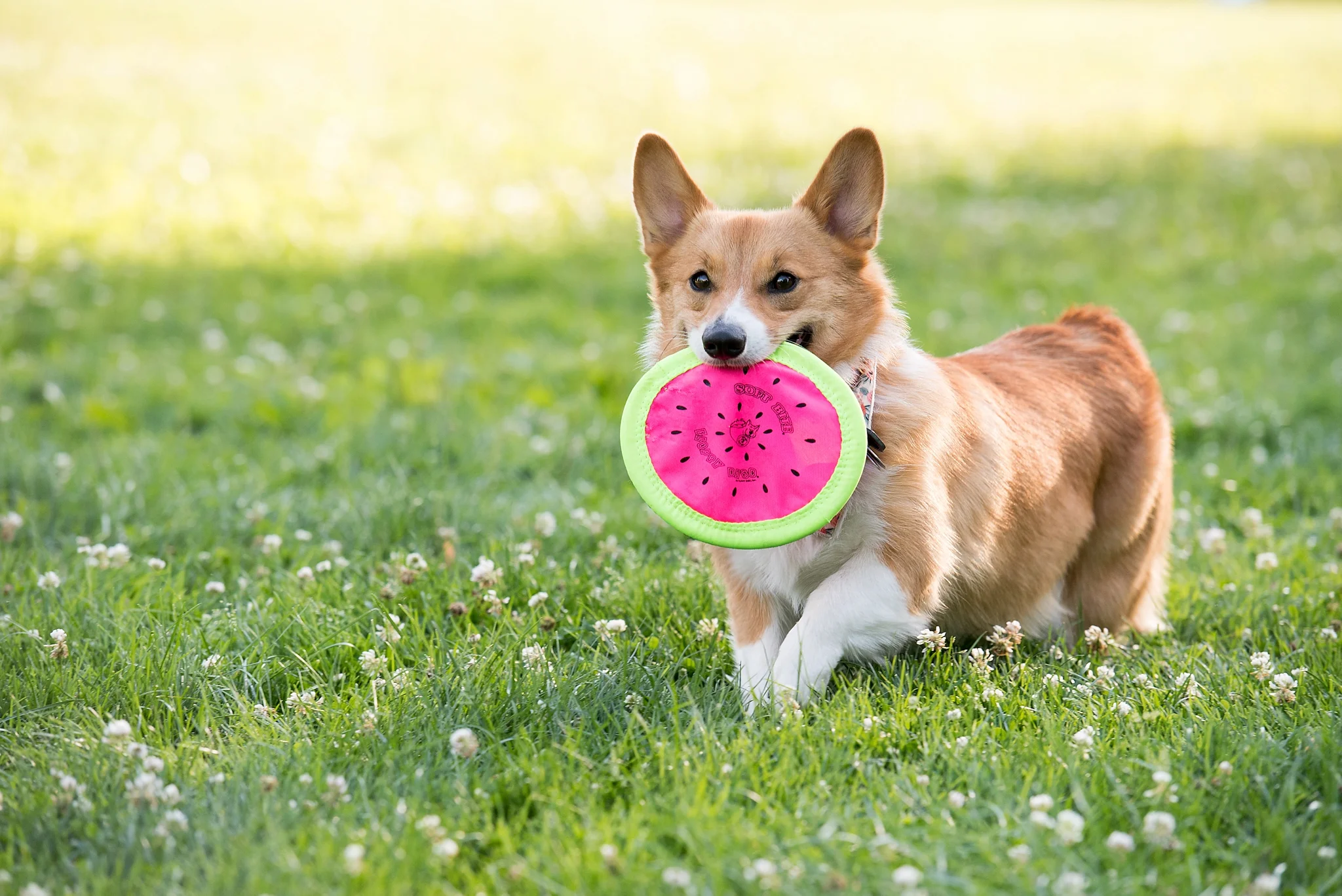 Jenny Karlsson Pet Photography Pittsburgh 045.jpg
