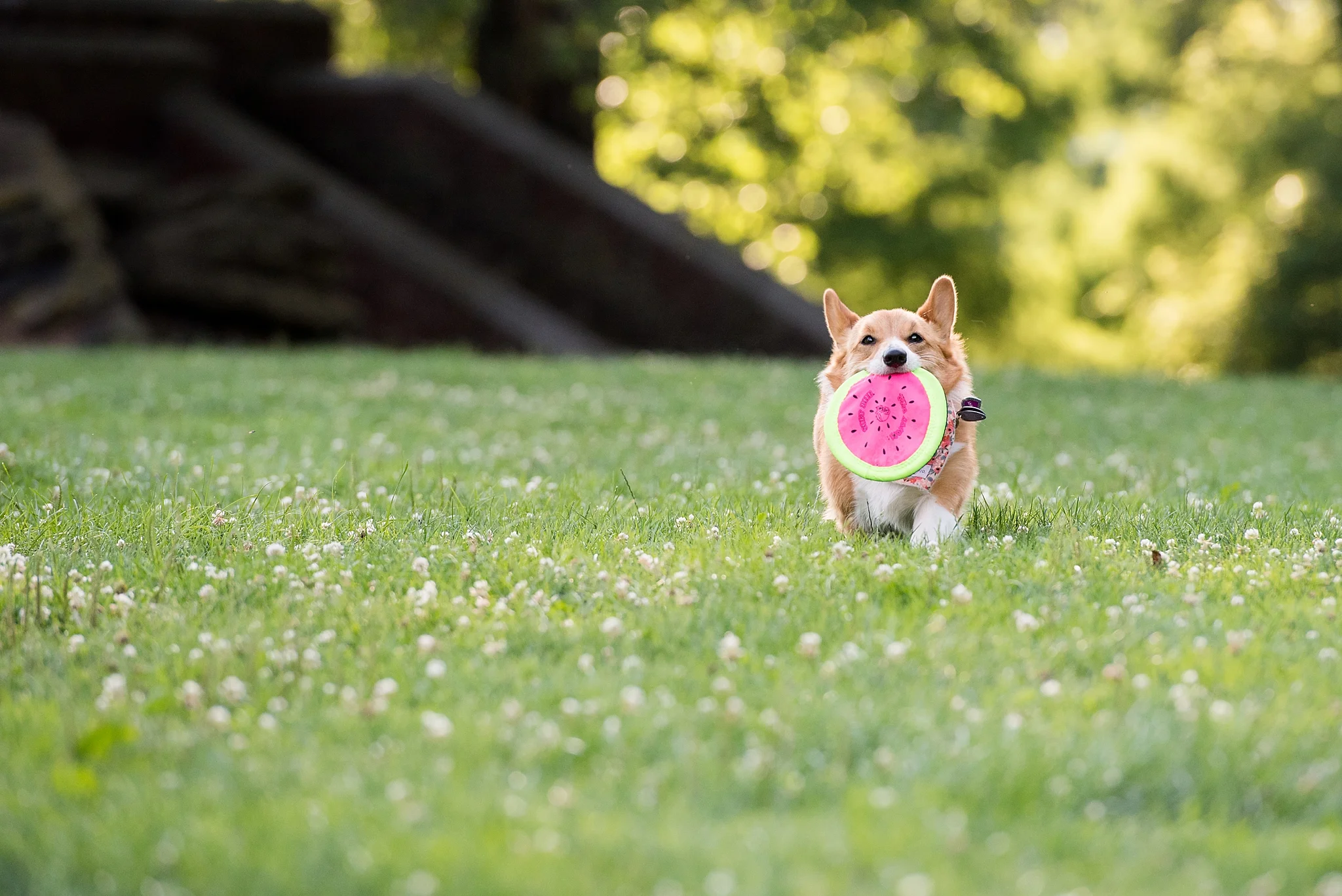 Jenny Karlsson Pet Photography Pittsburgh 046.jpg