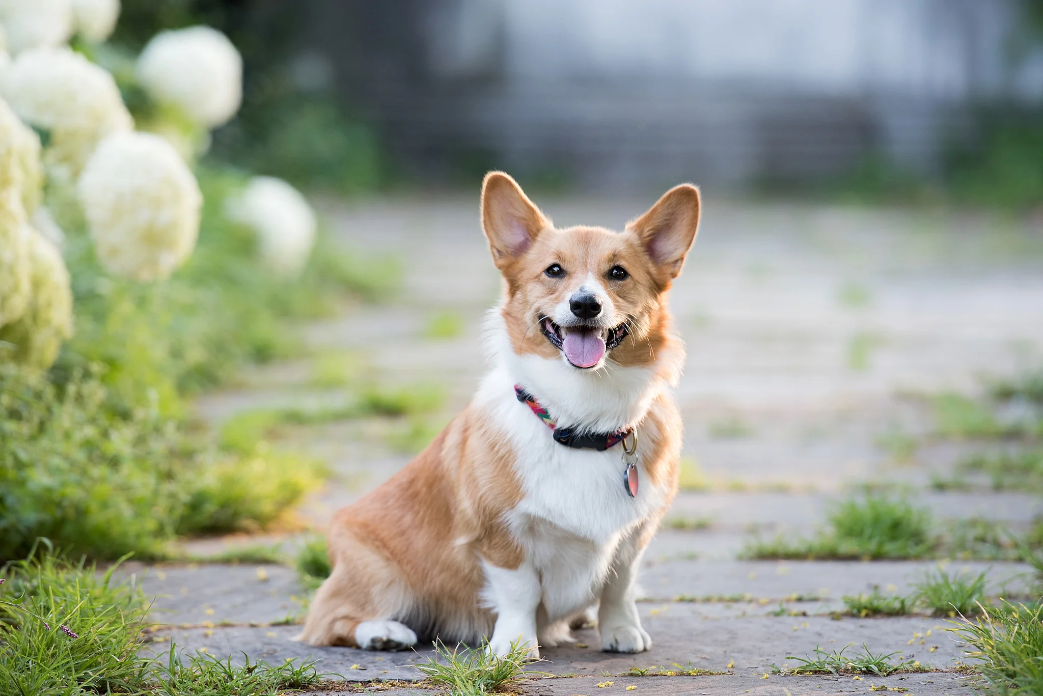 Jenny Karlsson Pet Photography Pittsburgh 059.jpg