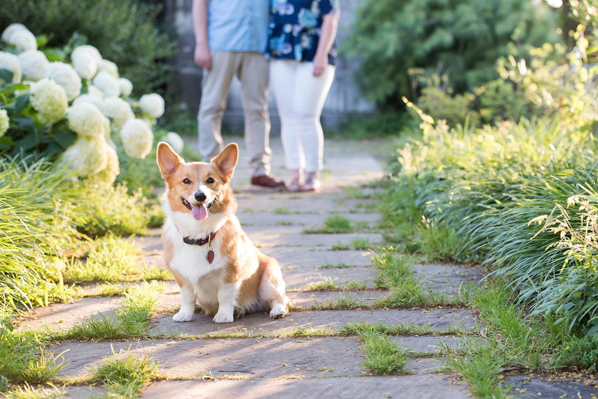 Jenny Karlsson Pet Photography Pittsburgh 061.jpg