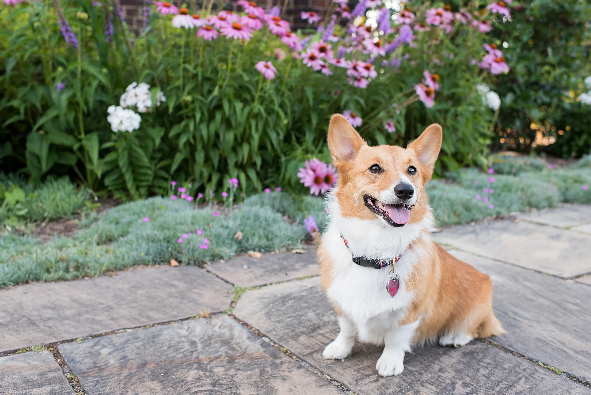 Jenny Karlsson Pet Photography Pittsburgh 068.jpg