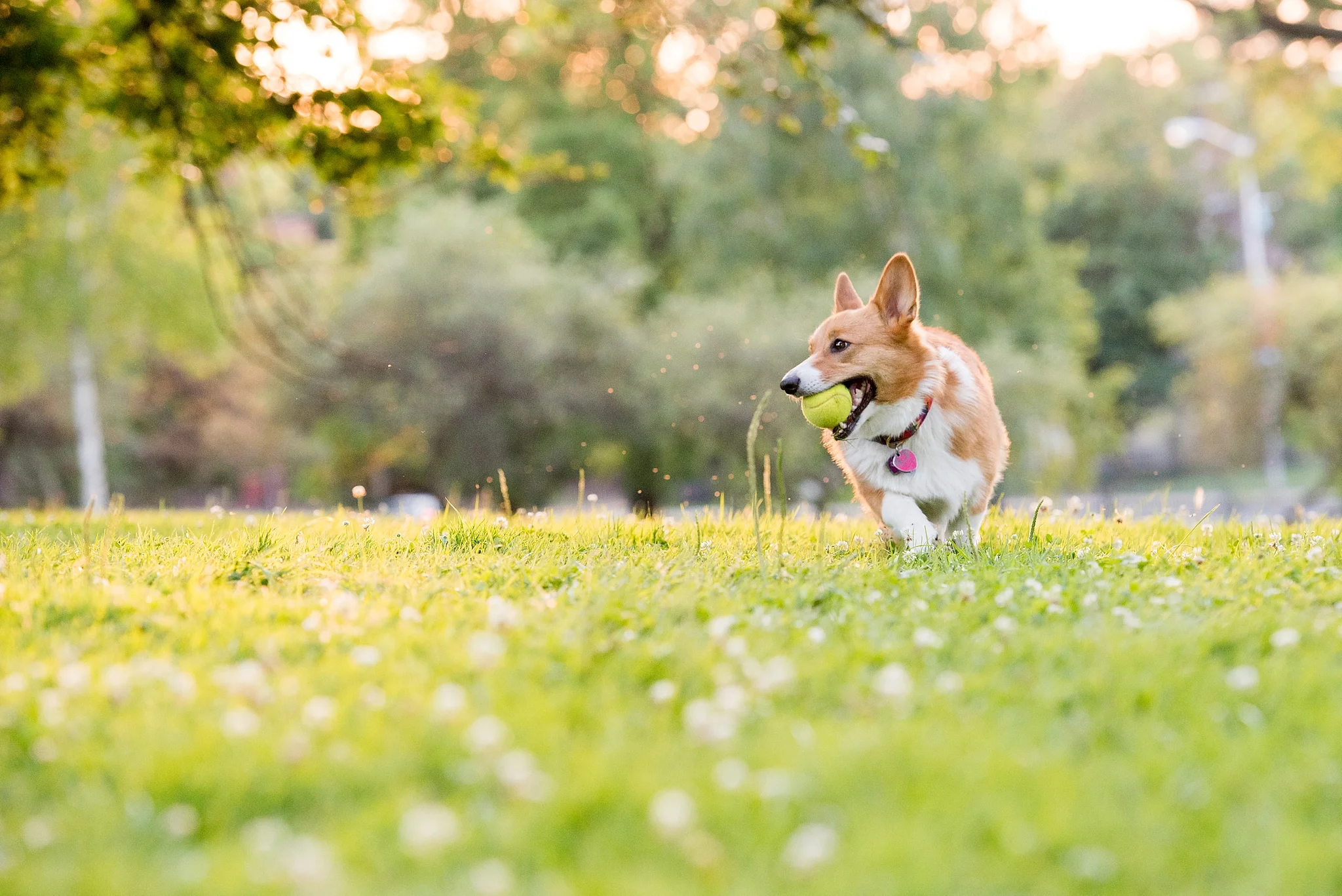 Jenny Karlsson Pet Photography Pittsburgh 073.jpg