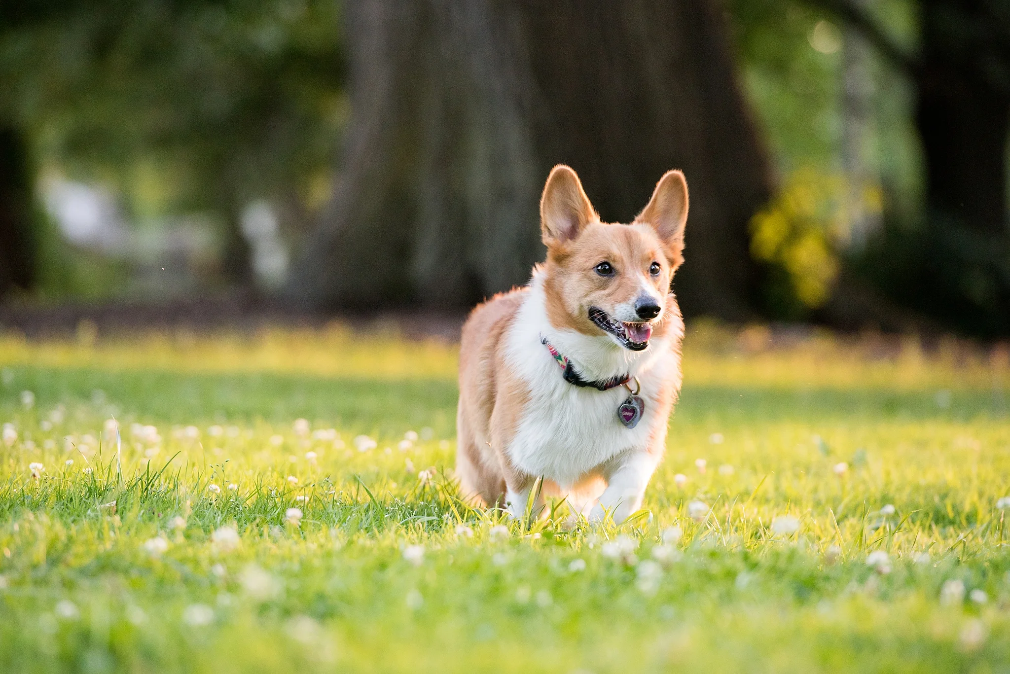 Jenny Karlsson Pet Photography Pittsburgh 074.jpg