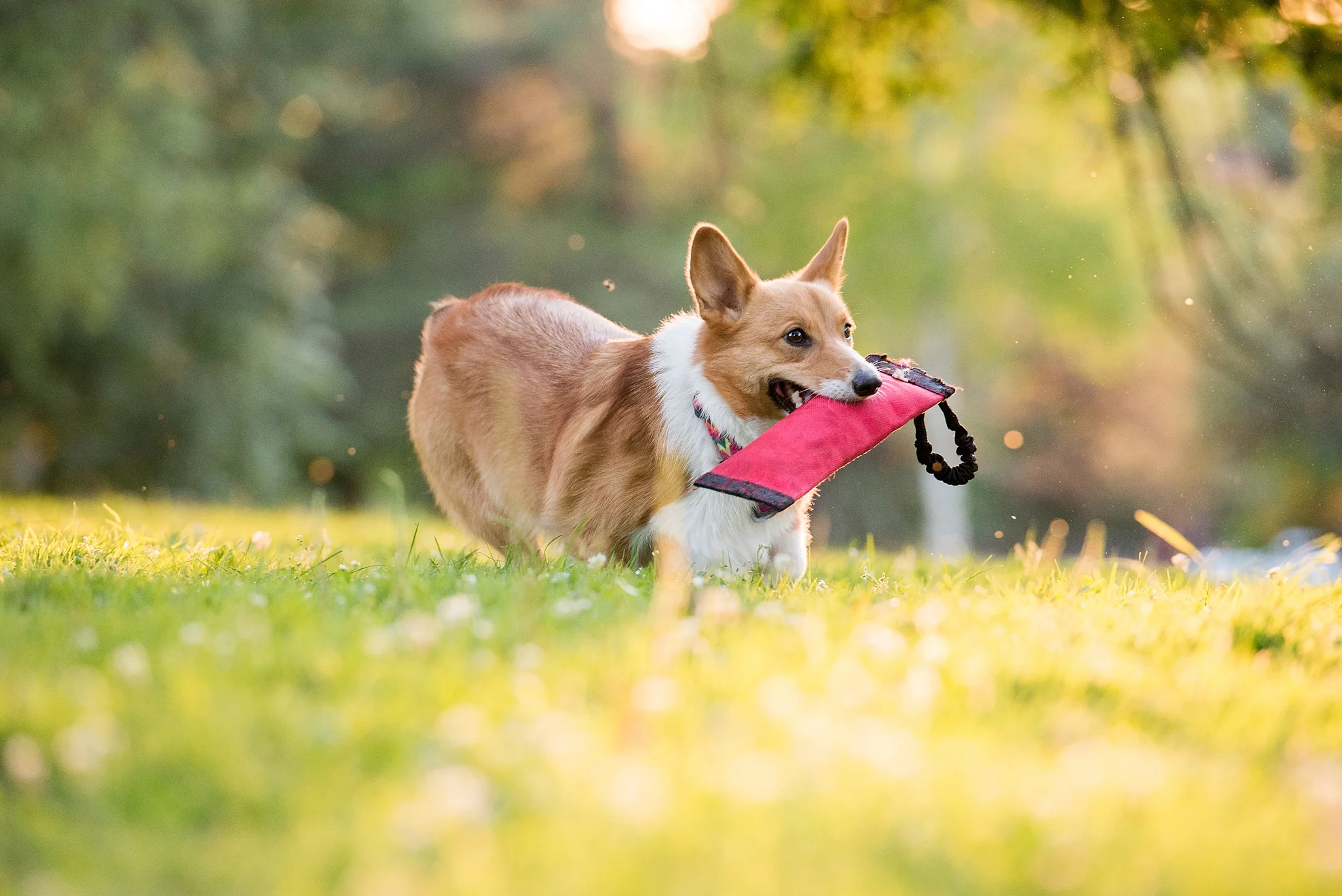 Jenny Karlsson Pet Photography Pittsburgh 075.jpg