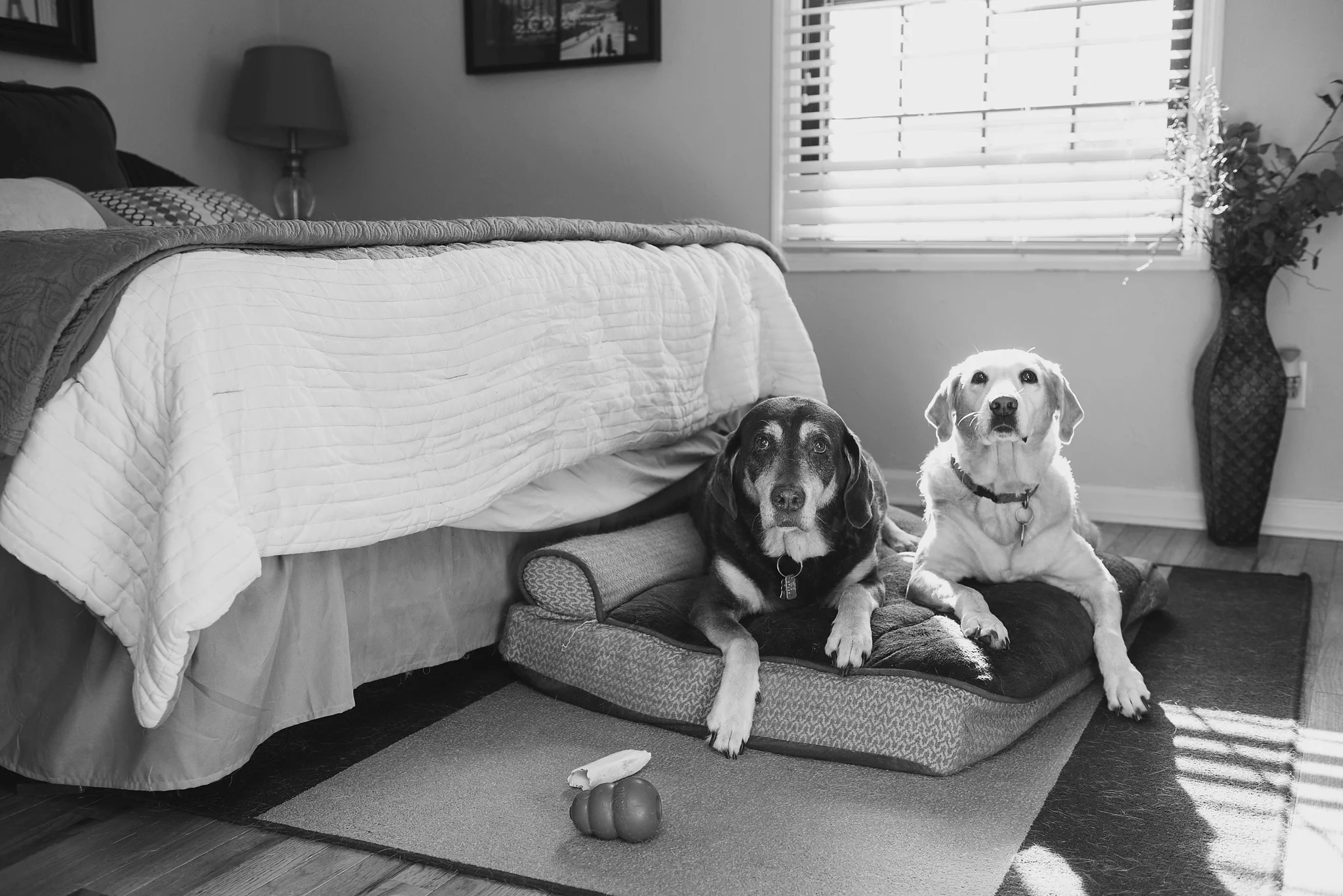 Jenny Karlsson Pet Photography Pittsburgh 013.jpg