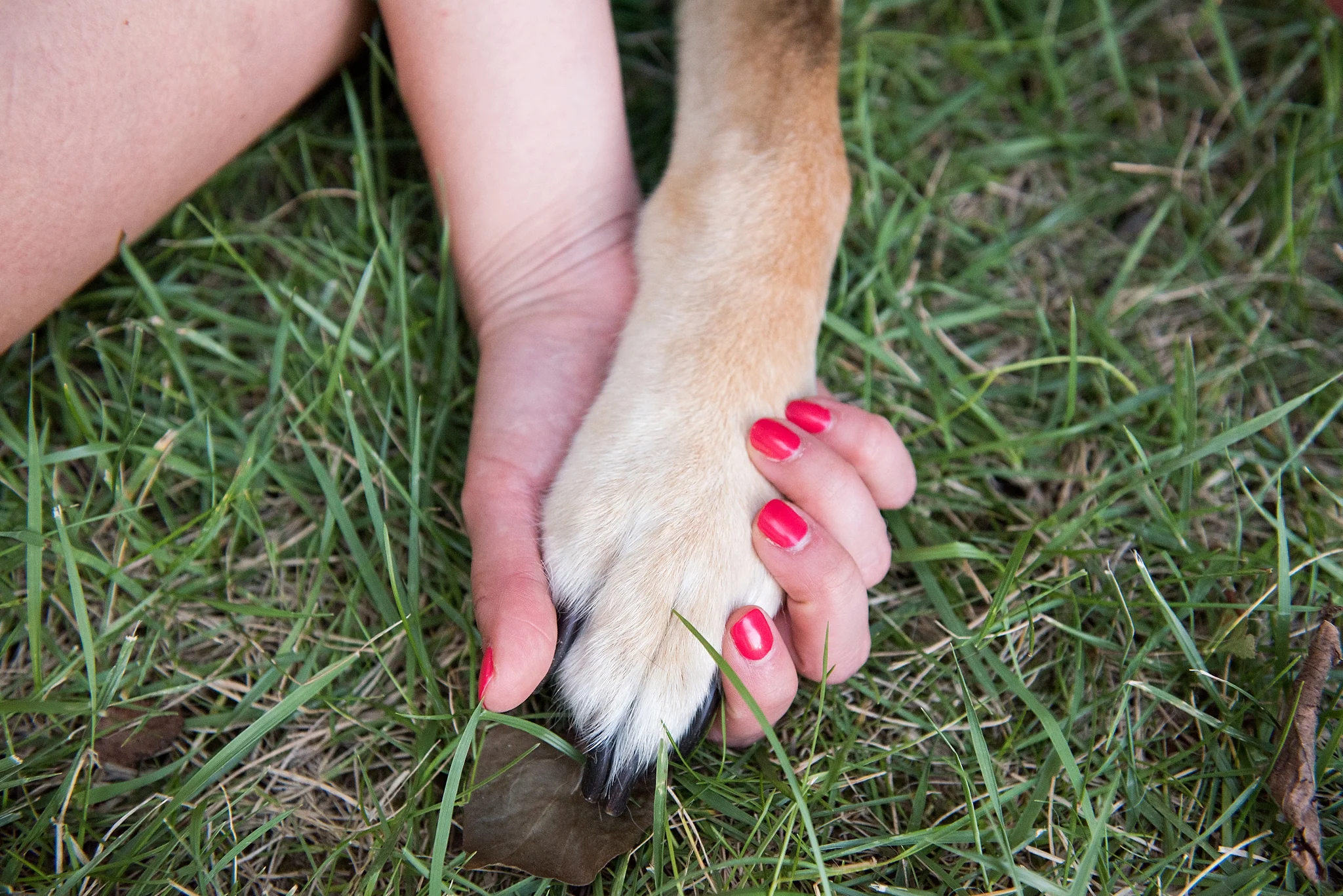 Jenny Karlsson Pet Photography Pittsburgh 037.jpg