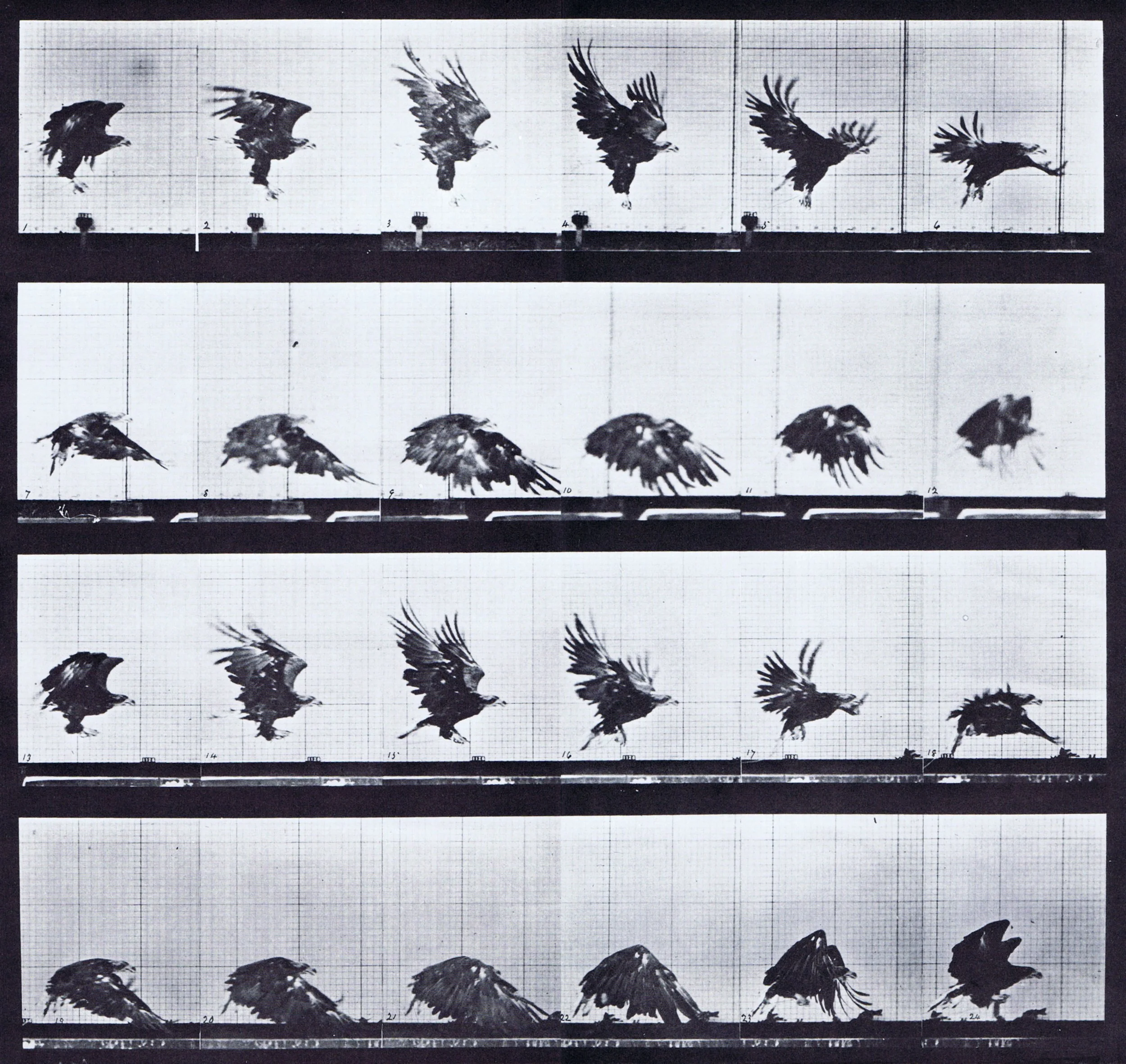 10_Muybridge.jpg