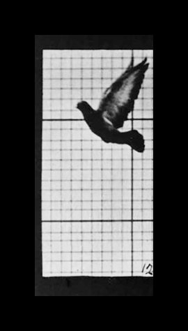 bird_flight_loop_muybridge_grid.gif