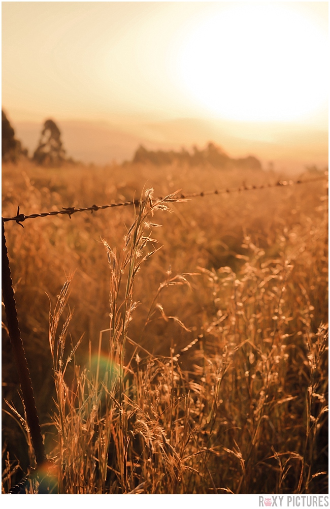 RoxyPicturesGoldenHour_0113.jpg