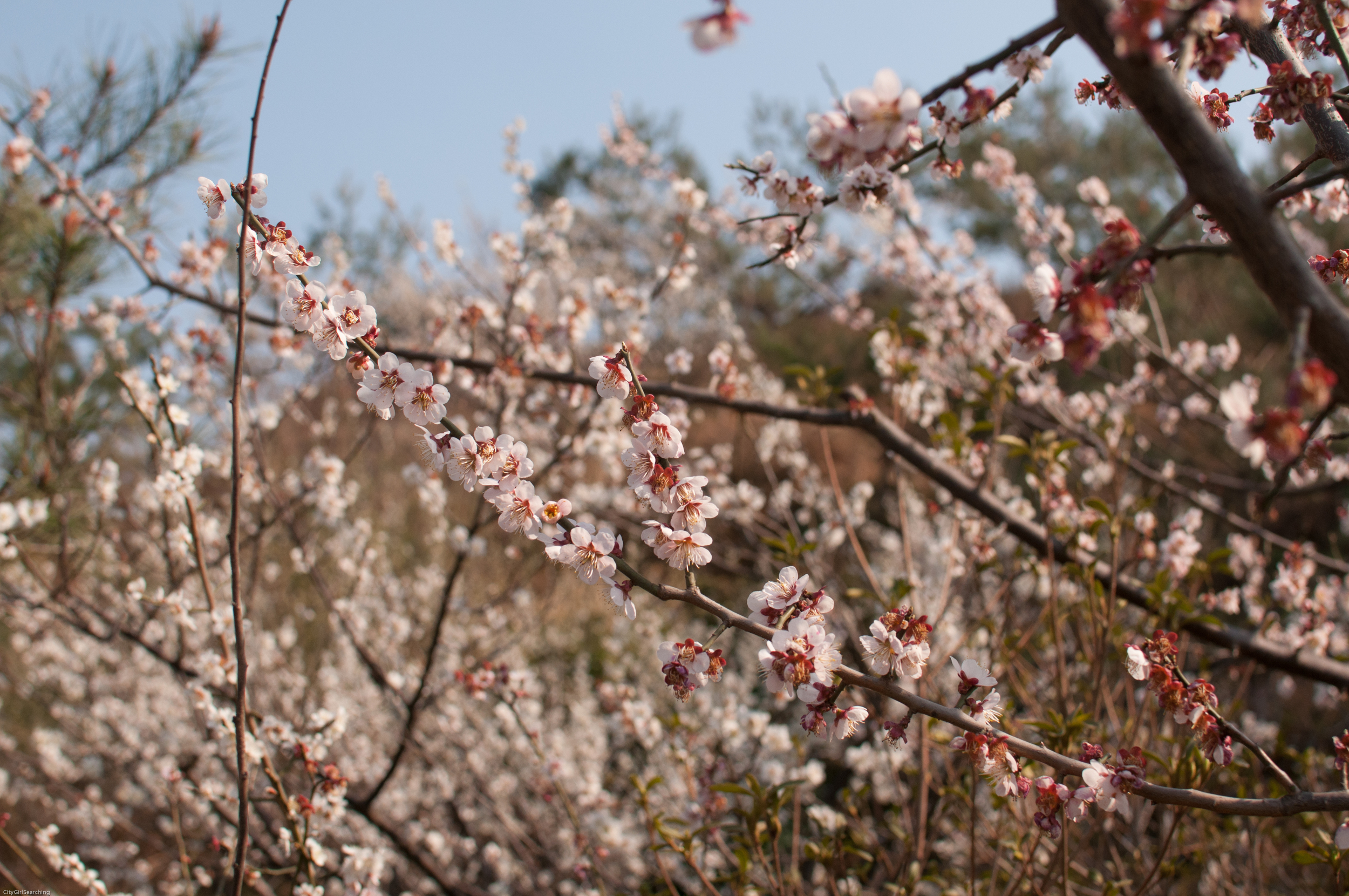 SouthKoreaCherryBlossomsMaewhaFestivalCityGirlSearching (15 of 22).jpg