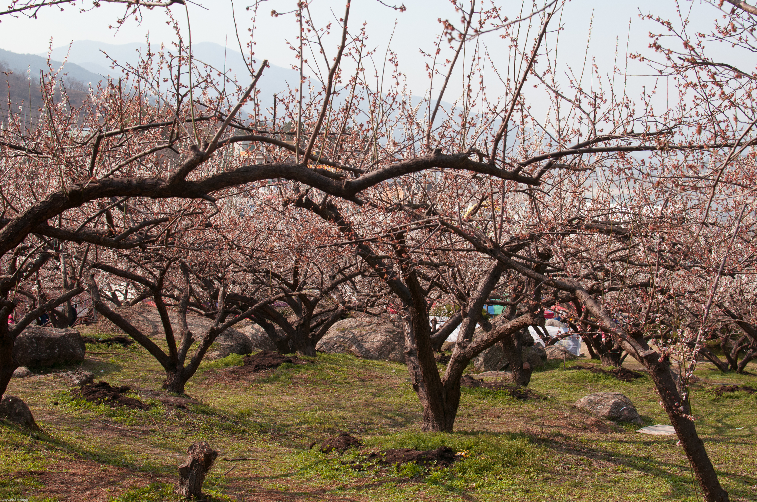 SouthKoreaCherryBlossomsMaewhaFestivalCityGirlSearching (19 of 22).jpg