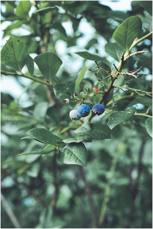 BlueberryPickingStyledShootCityGirlSearchingSouthKorea_0002.jpg