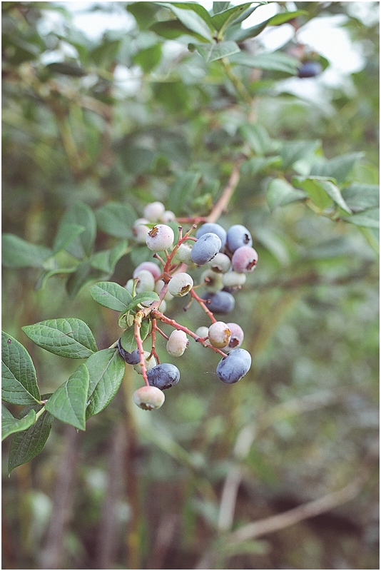 BlueberryPickingStyledShootCityGirlSearchingSouthKorea_0036.jpg