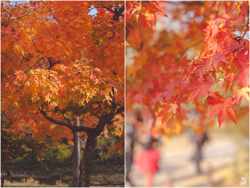 AutumnInKorea_0001.jpg