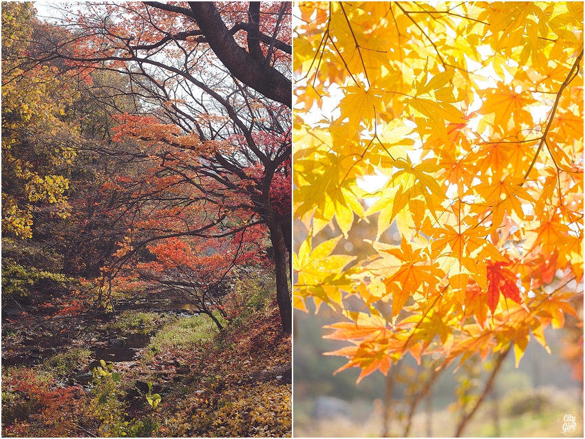 AutumnInKorea_0003.jpg