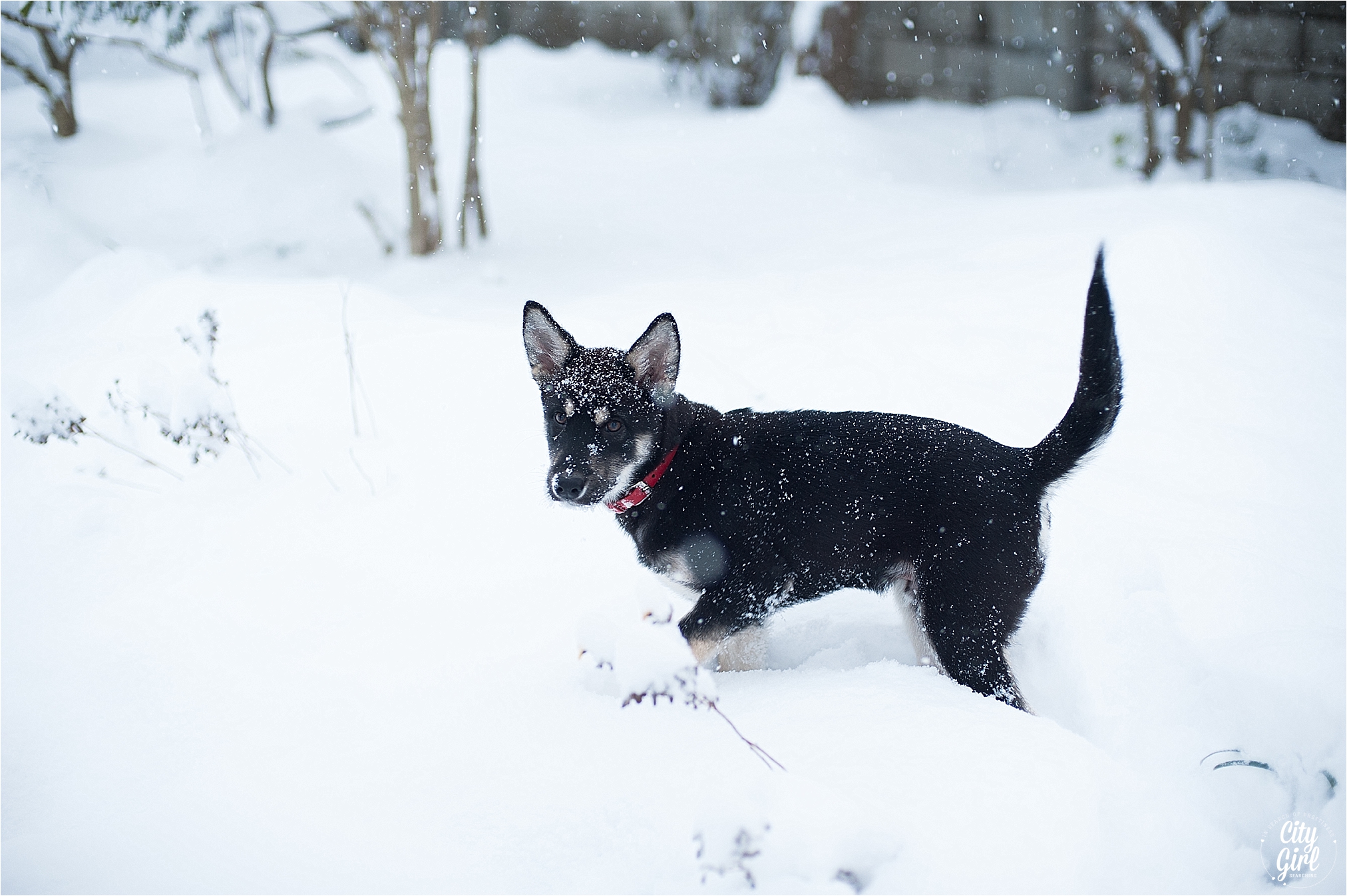 SnowInKorea_0016.jpg