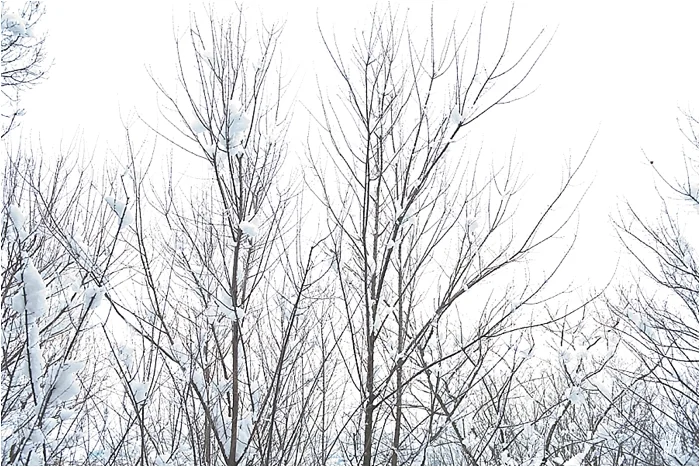 SnowInKorea_0008.jpg