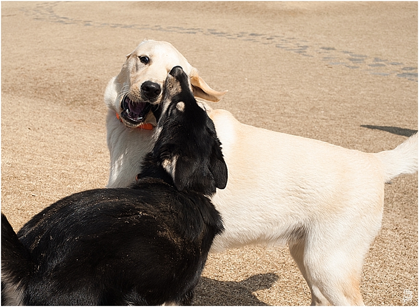 JeonjuDogParkSouthKorea_0071.jpg