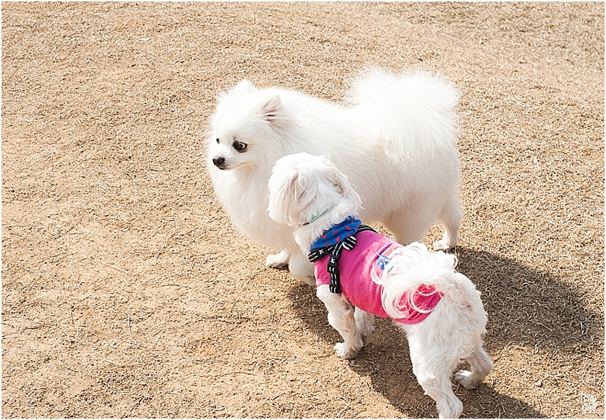 JeonjuDogParkSouthKorea_0079.jpg