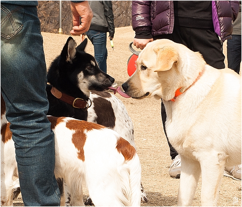 JeonjuDogParkSouthKorea_0067.jpg