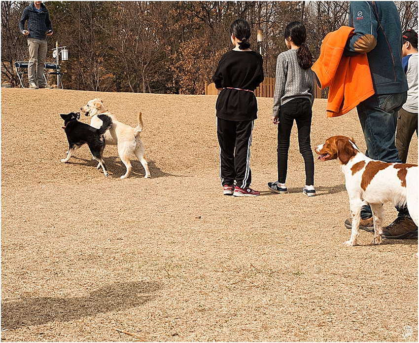 JeonjuDogParkSouthKorea_0068.jpg