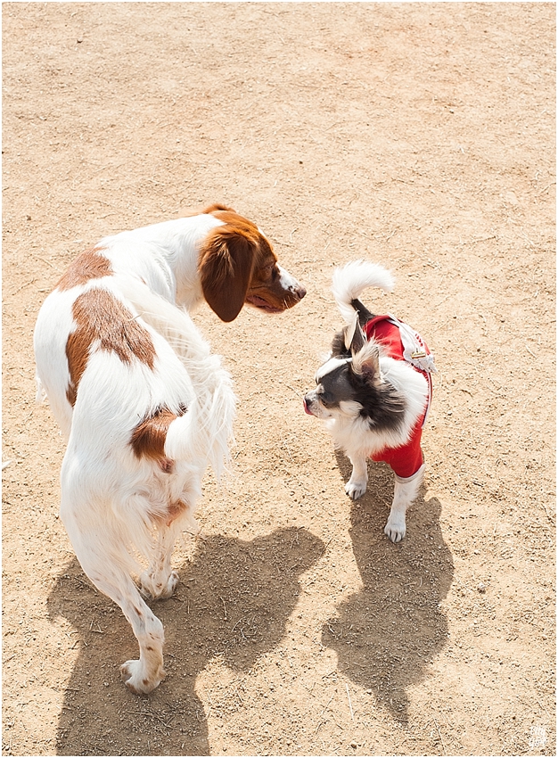 JeonjuDogParkSouthKorea_0077.jpg