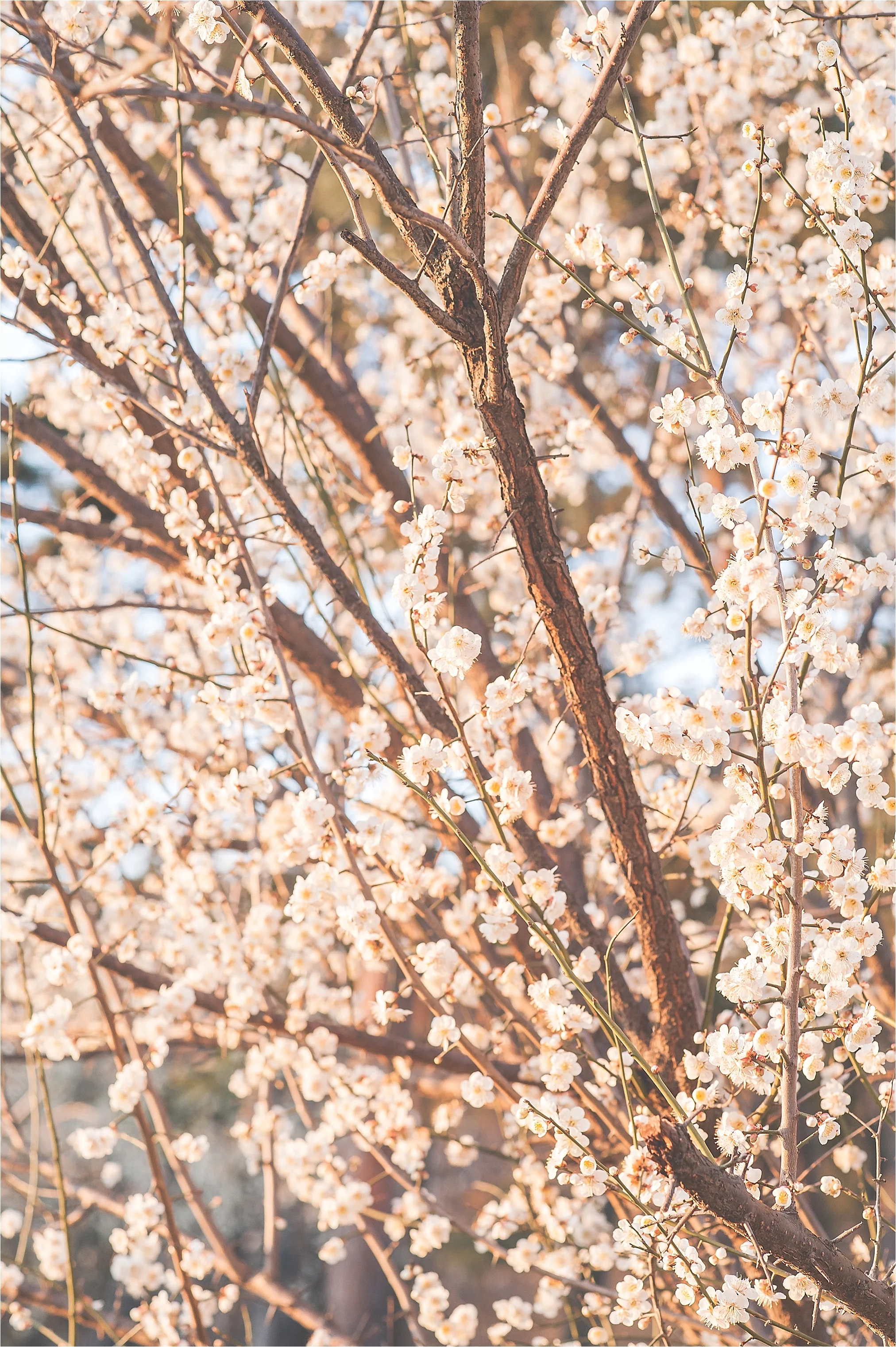 SpringBlossomsInSouthKorea_0021.jpg