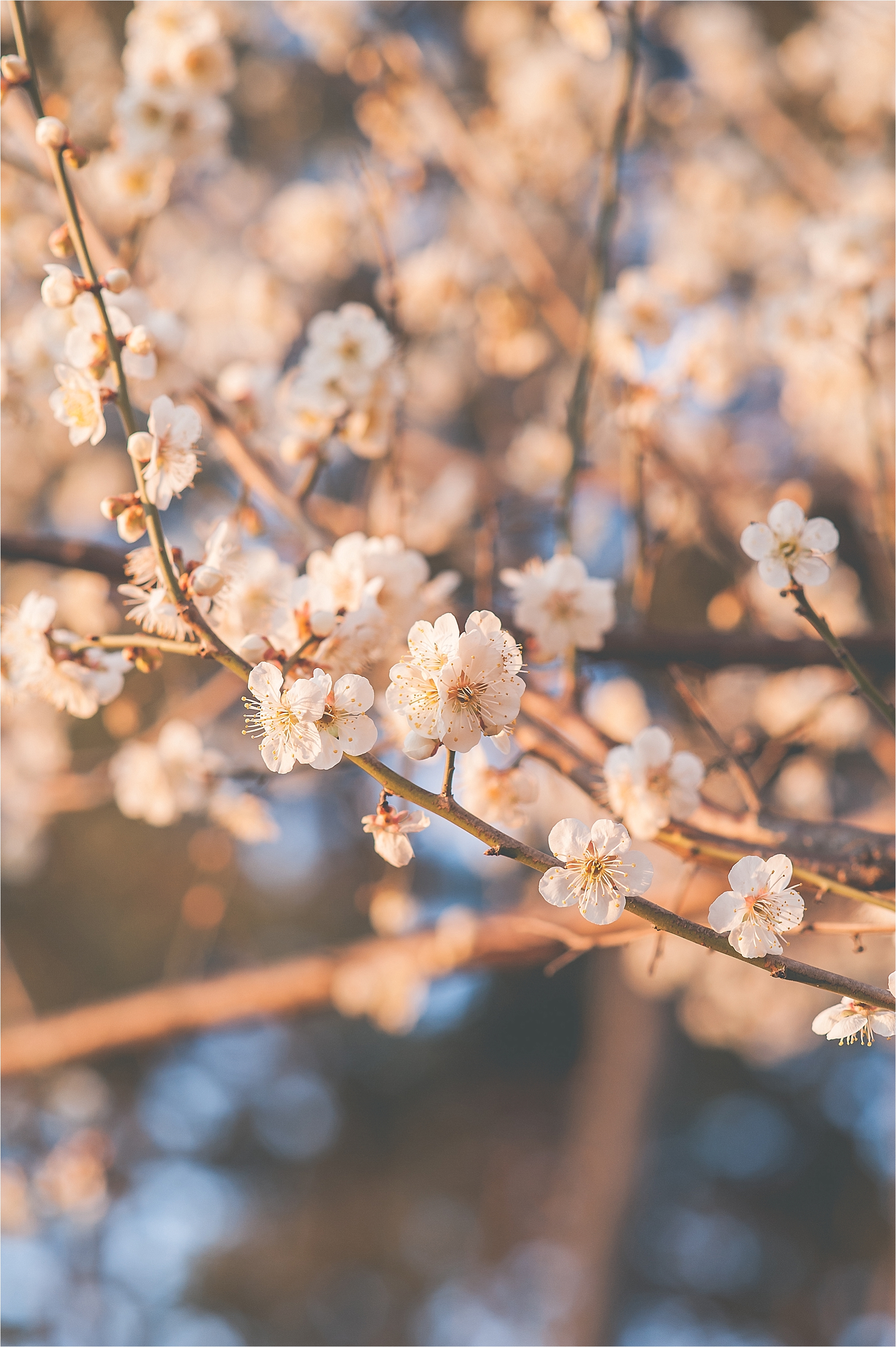SpringBlossomsInSouthKorea_0024.jpg