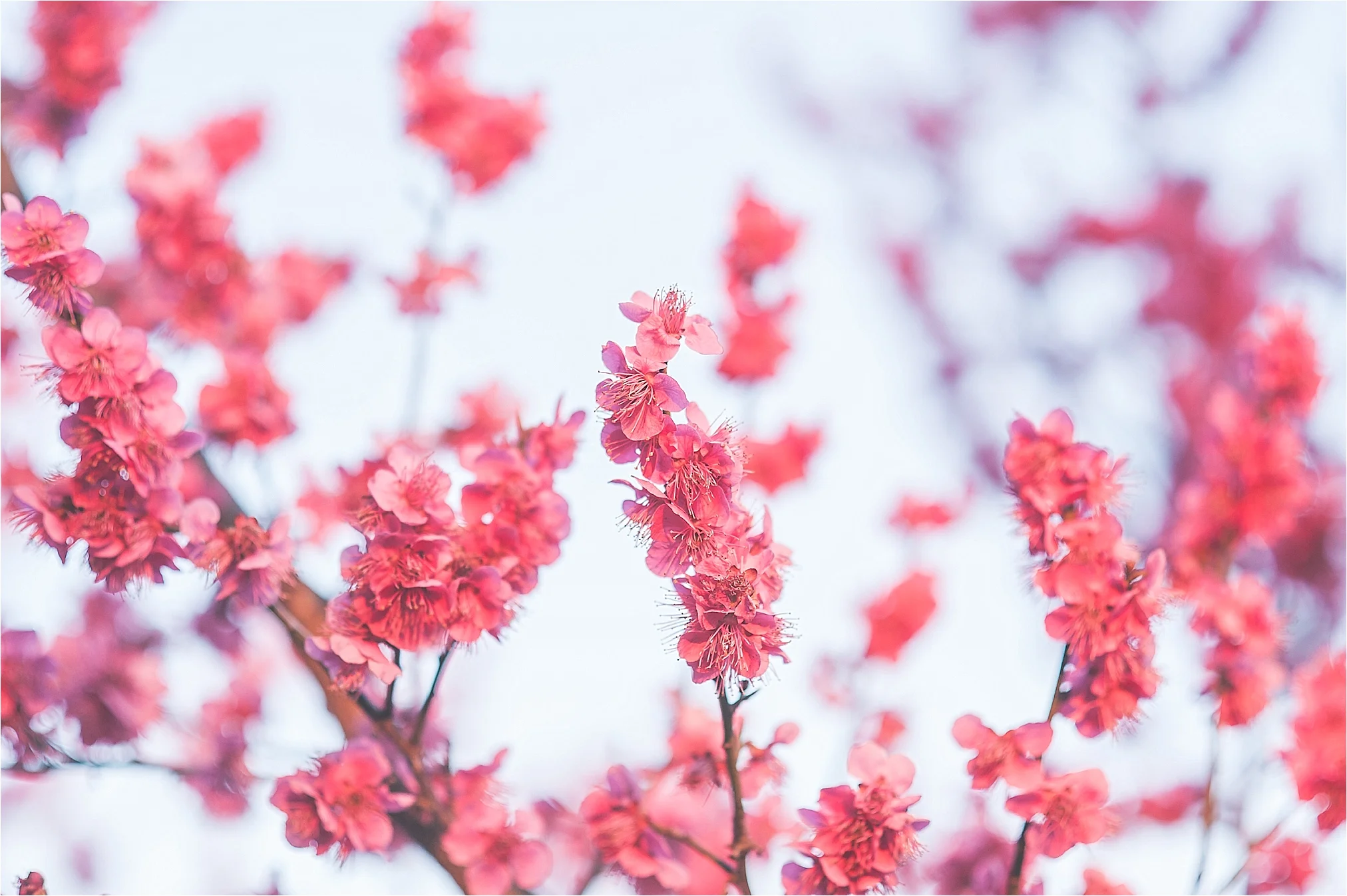 SpringBlossomsInSouthKorea_0030.jpg