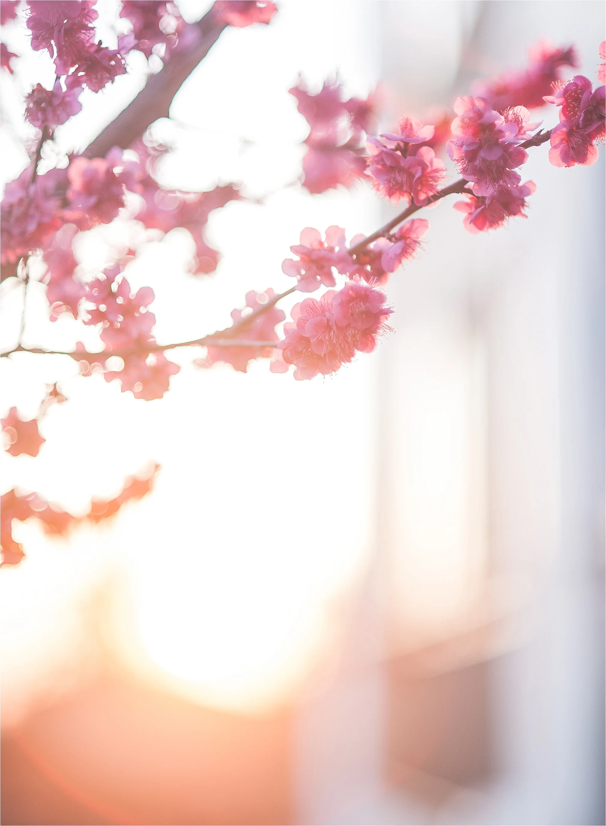 SpringBlossomsInSouthKorea_0031.jpg