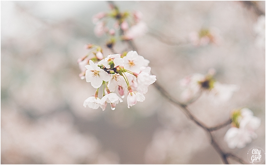 CherryBlossomsinSouthKorea_0067.jpg