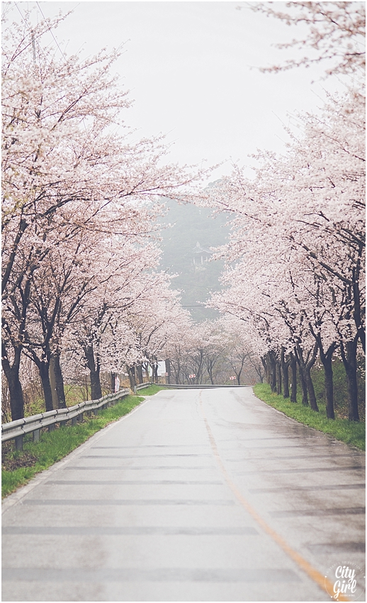 CherryBlossomsinSouthKorea_0068.jpg