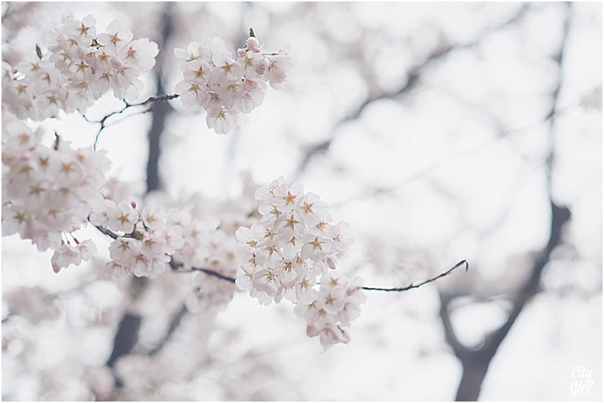 CherryBlossomsinSouthKorea_0074.jpg