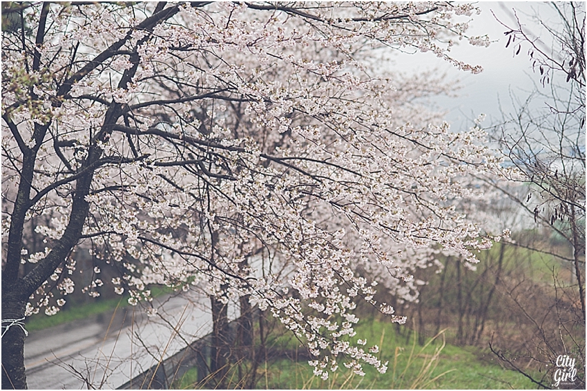 CherryBlossomsinSouthKorea_0079.jpg