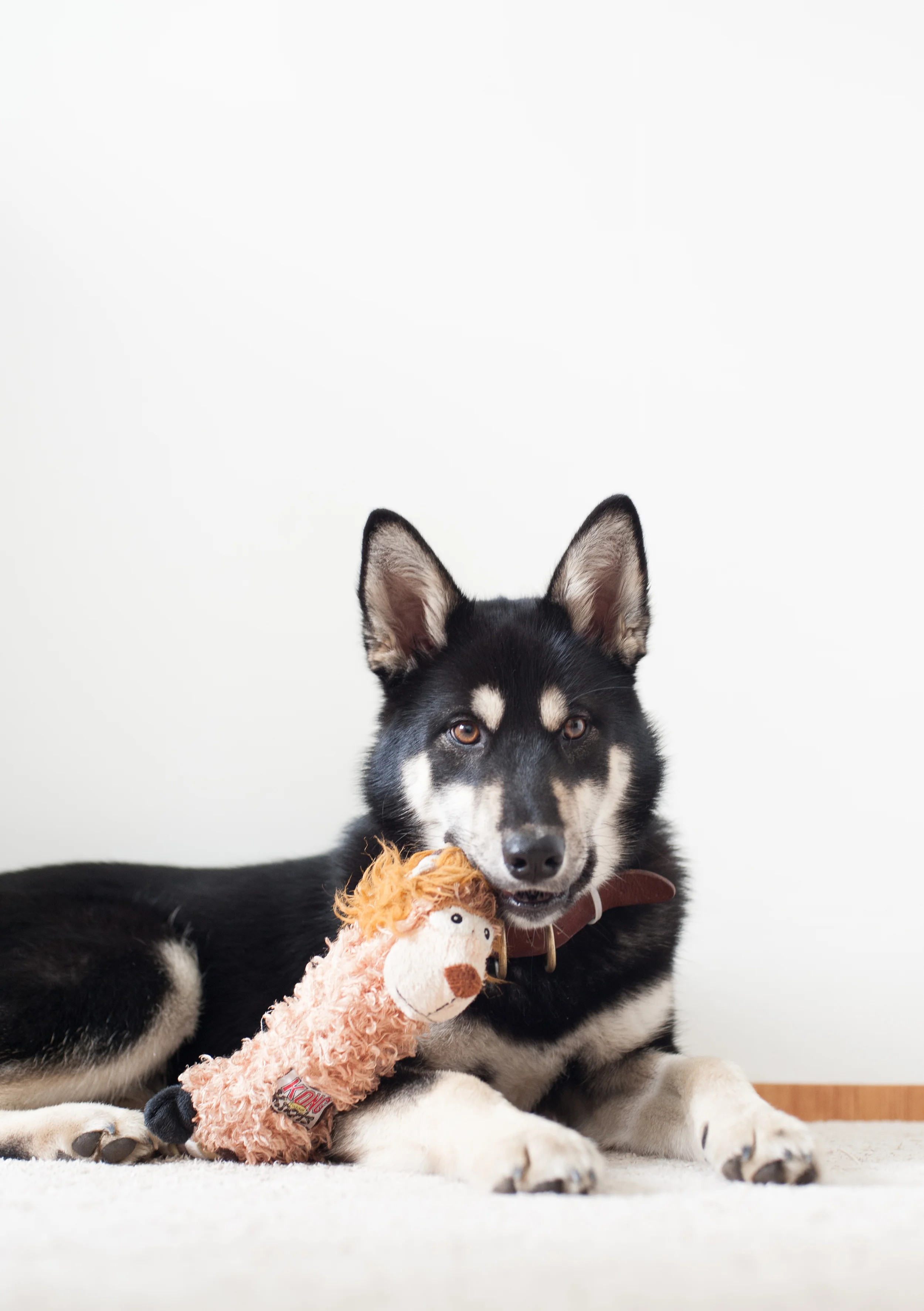 #ShadowTheJindo likes to chew