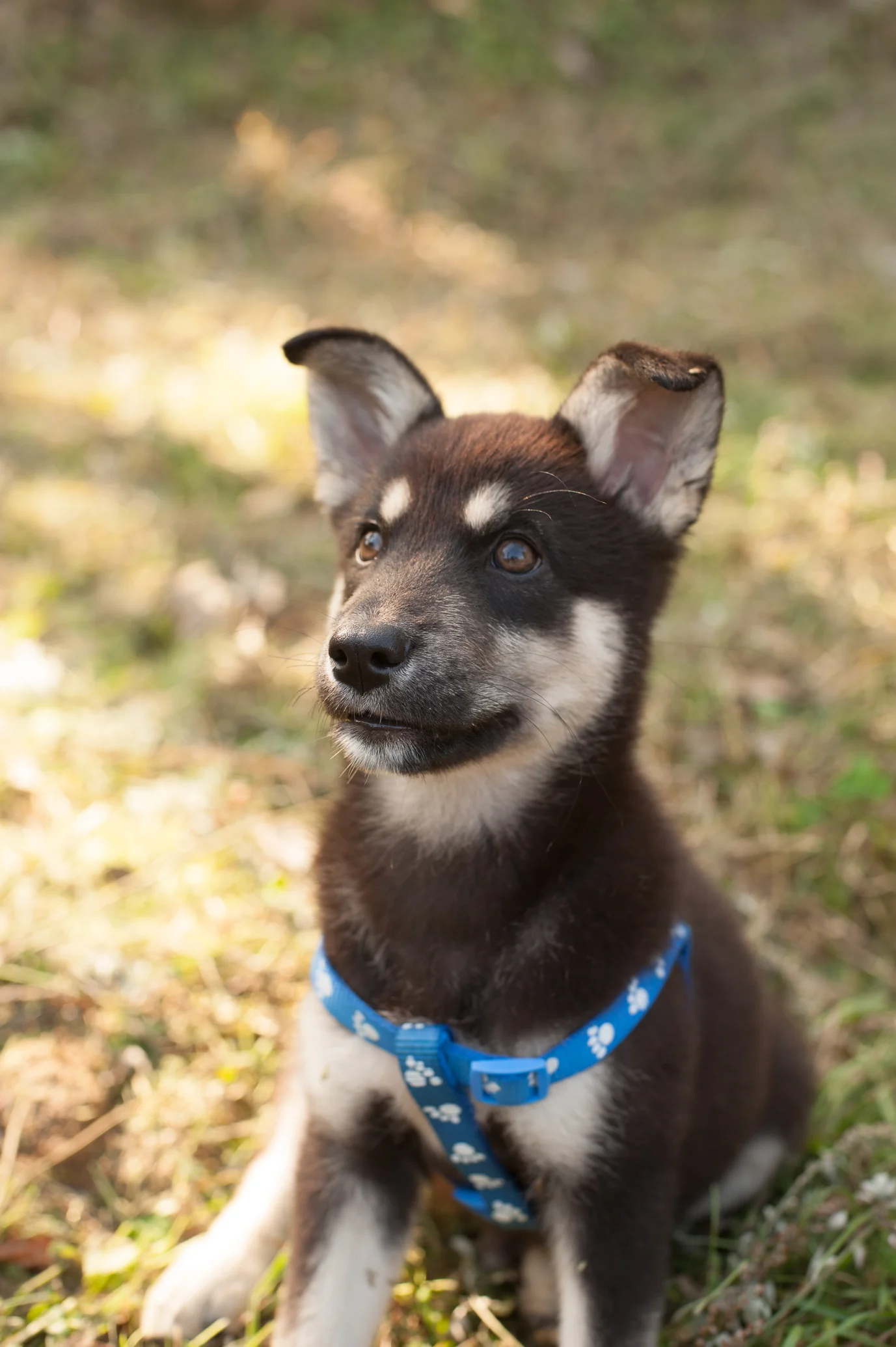 Shadow & Nami {Puppies in Korea}