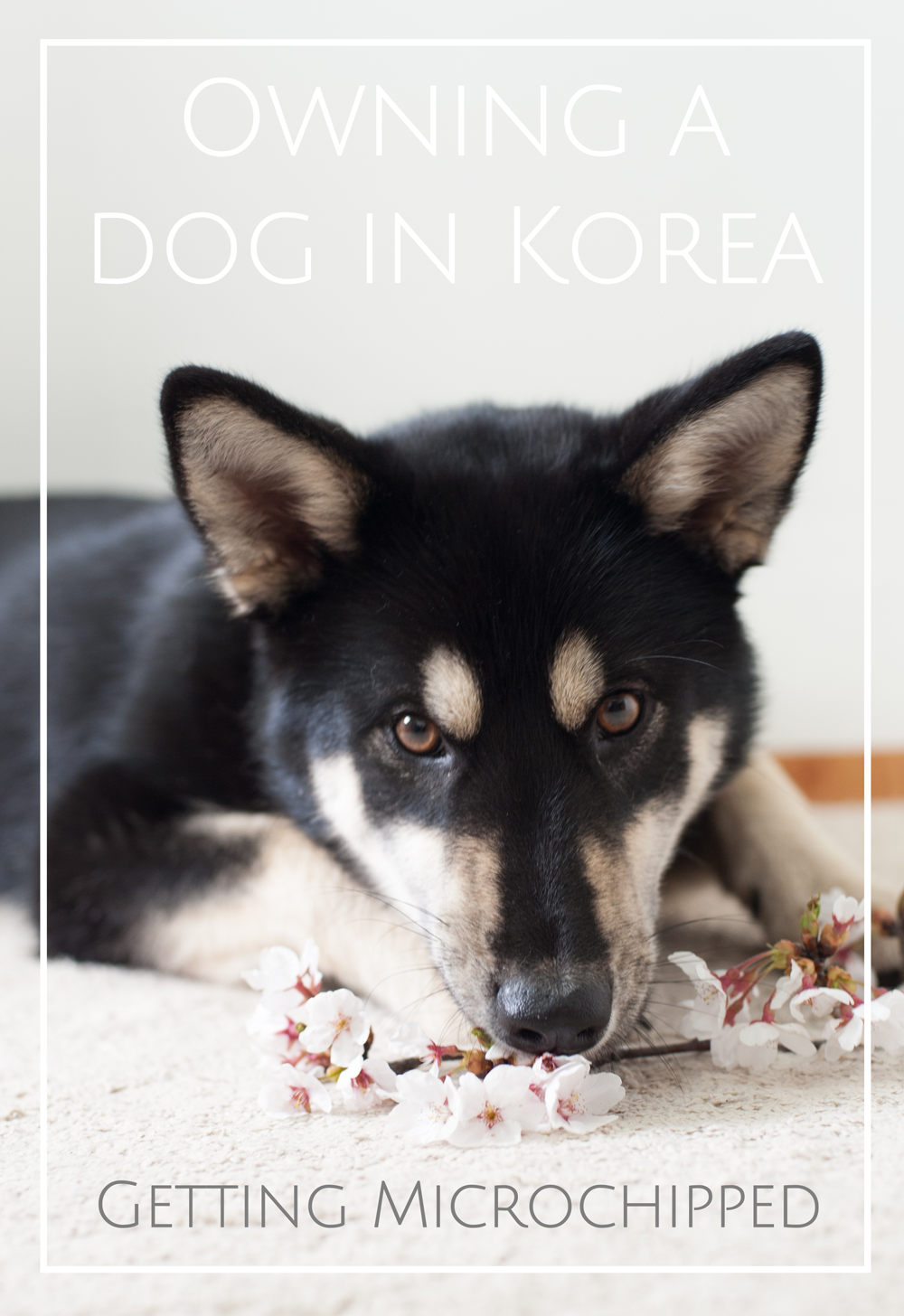 can i take my dog to korea