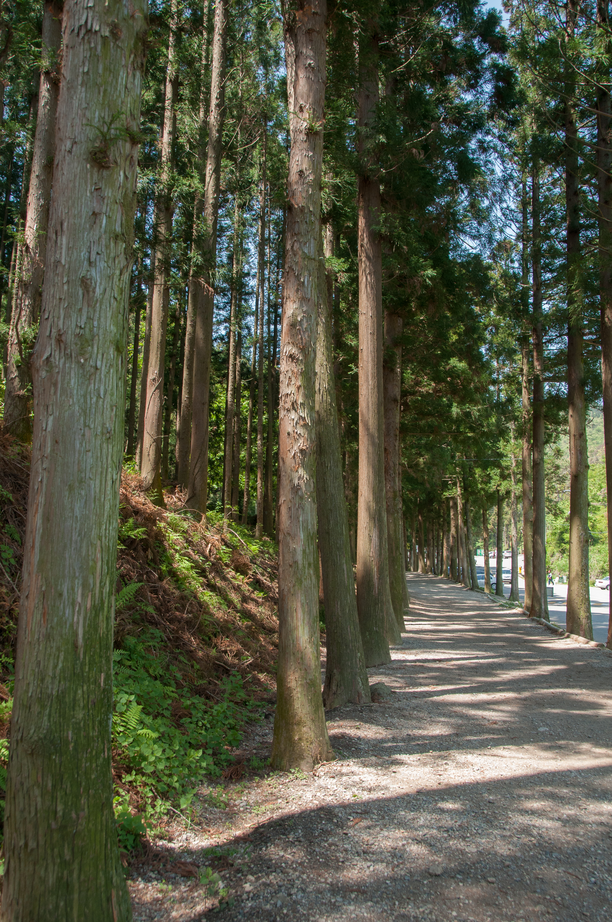 Boseong Green Tea Fields (2 of 21).jpg