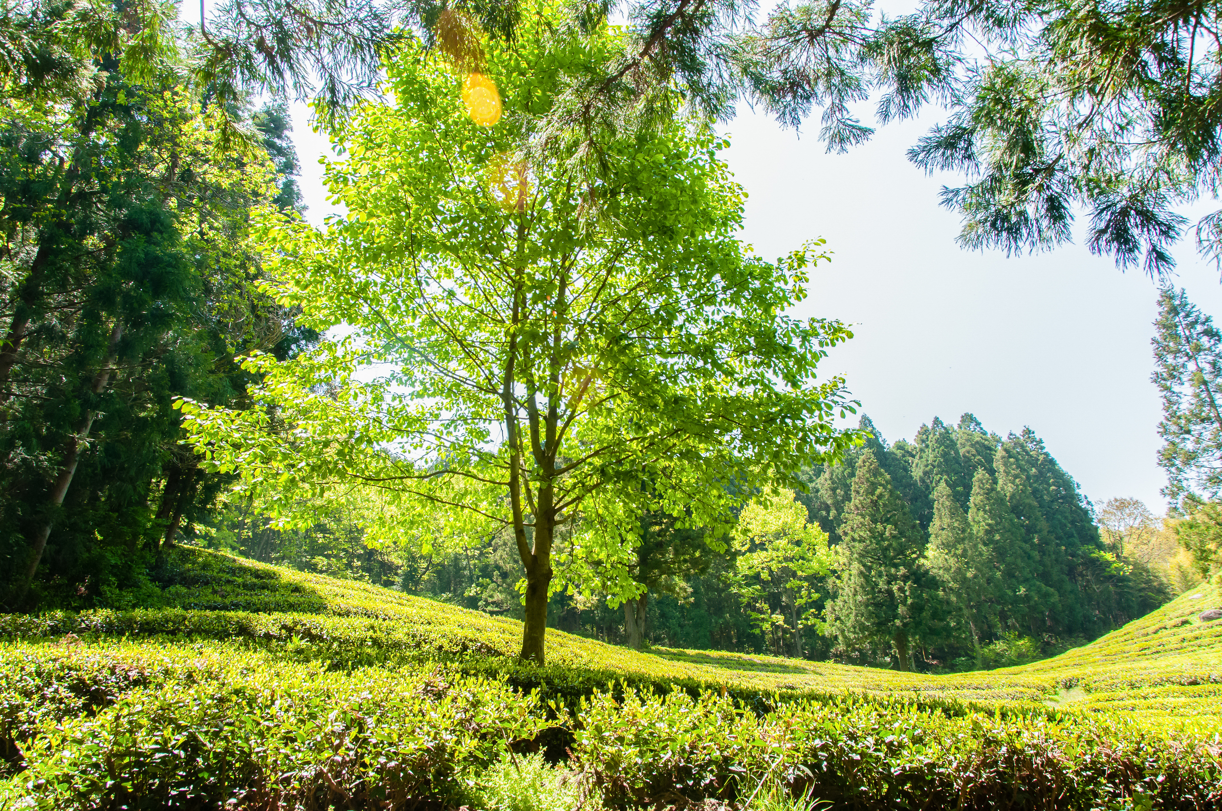 Boseong Green Tea Fields (3 of 21).jpg