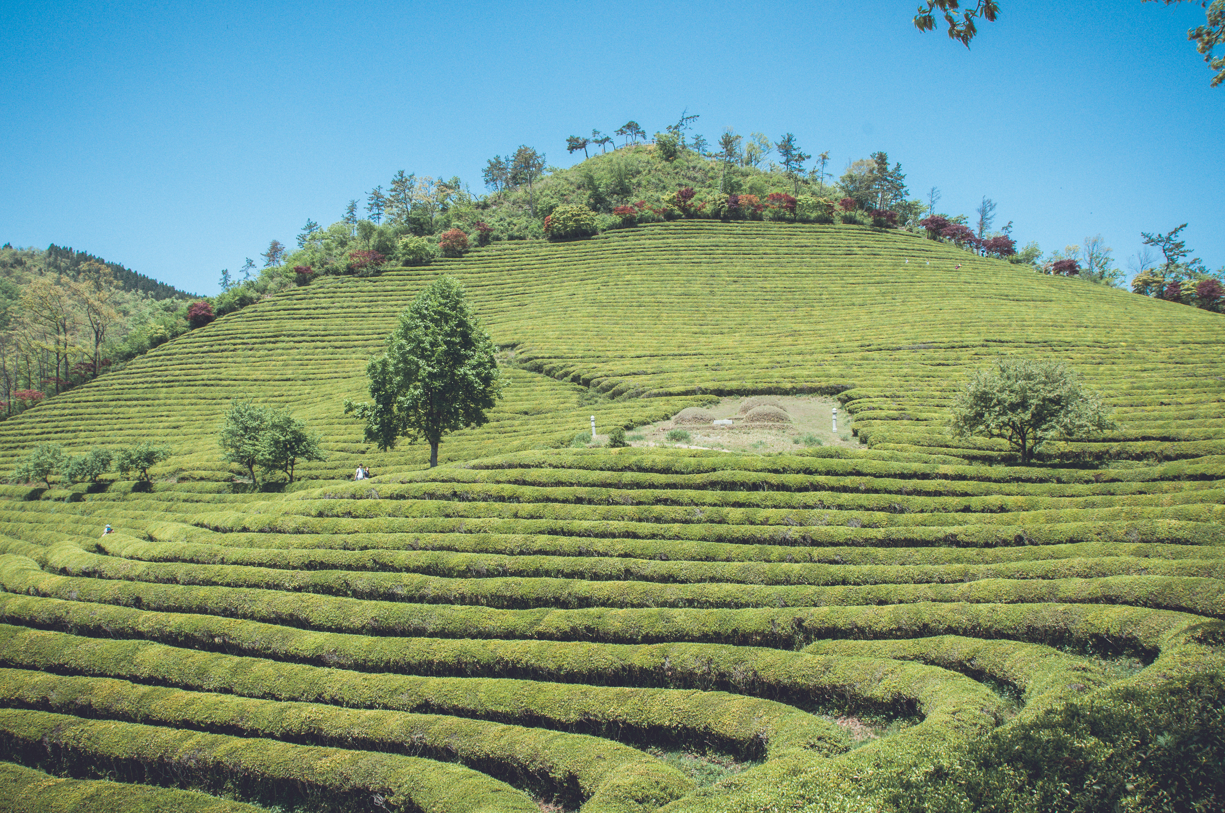 Boseong Green Tea Fields (9 of 21).jpg