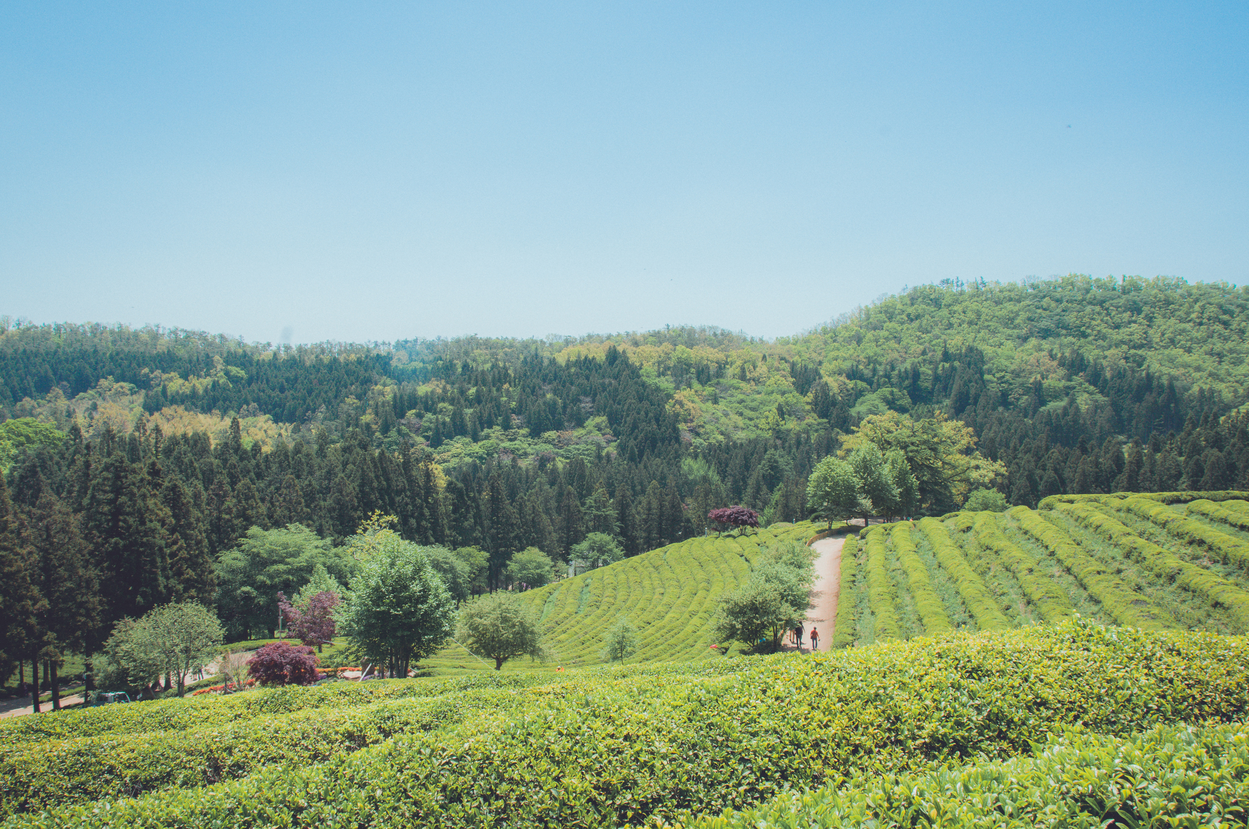 Boseong Green Tea Fields (14 of 21).jpg