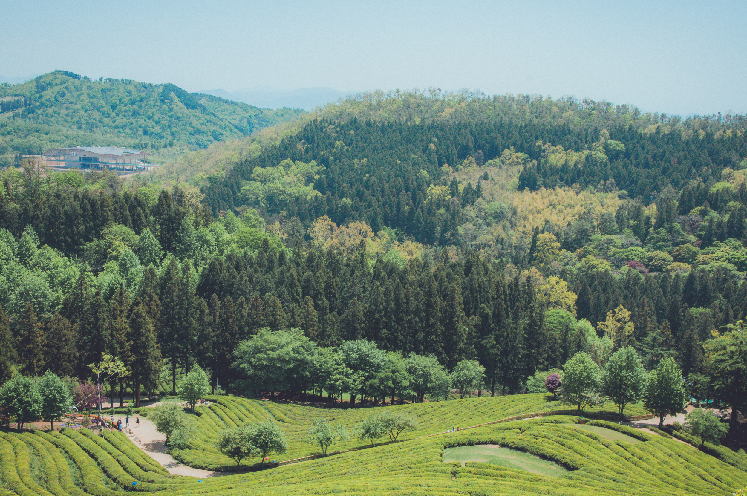 Boseong Green Tea Fields (15 of 21).jpg