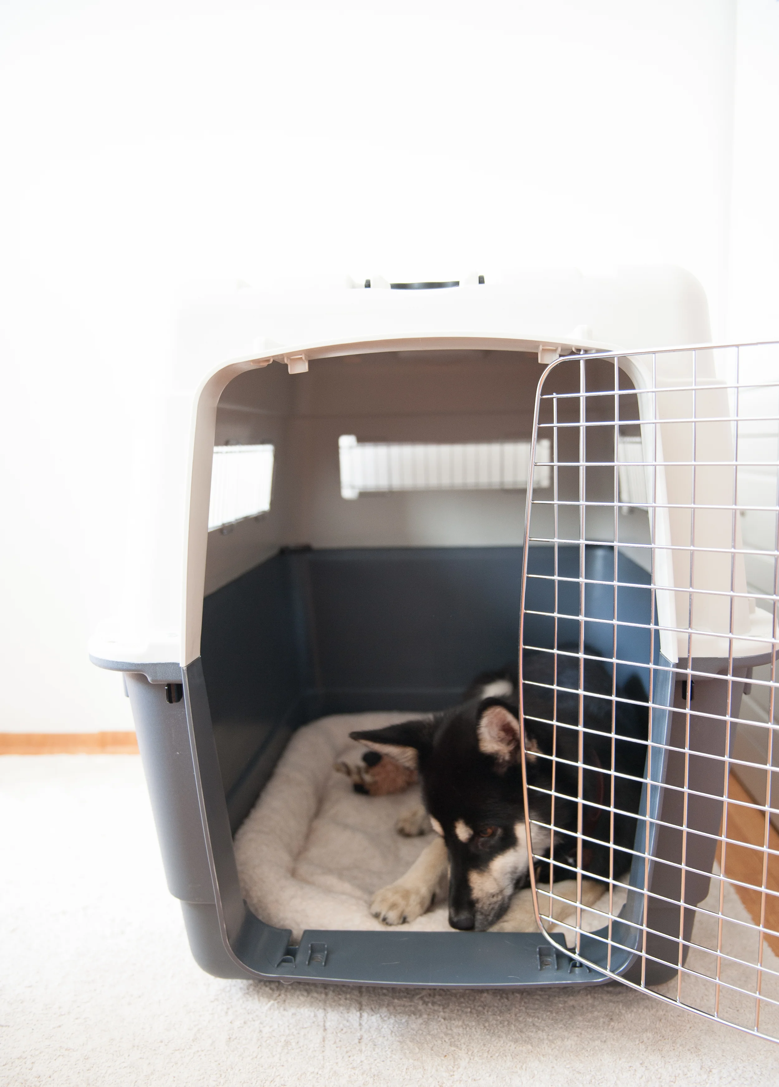 Crate TRaining & How to choose an airline approved crate for