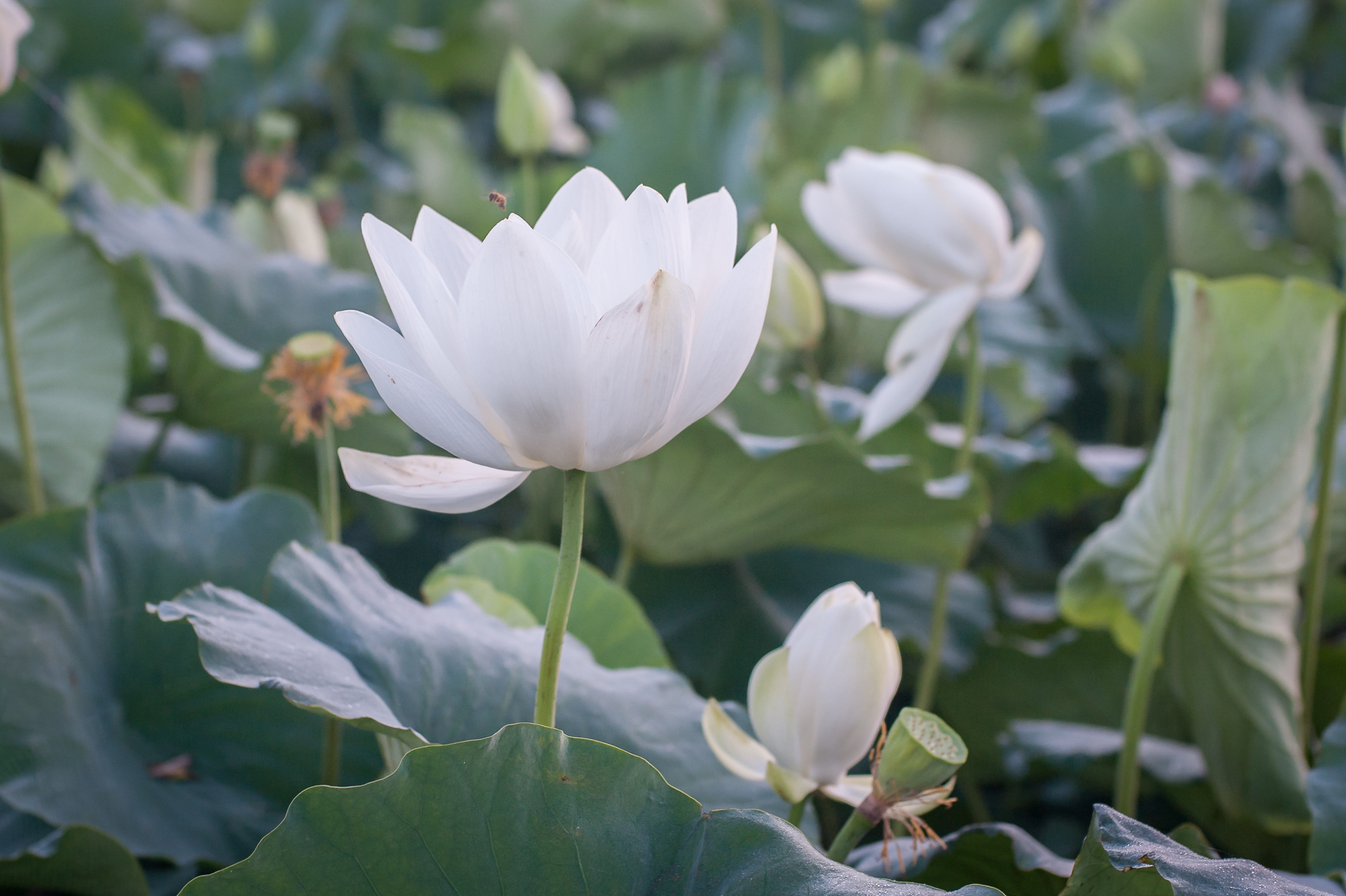 Water Lilies in Korea — CityGirlSearching